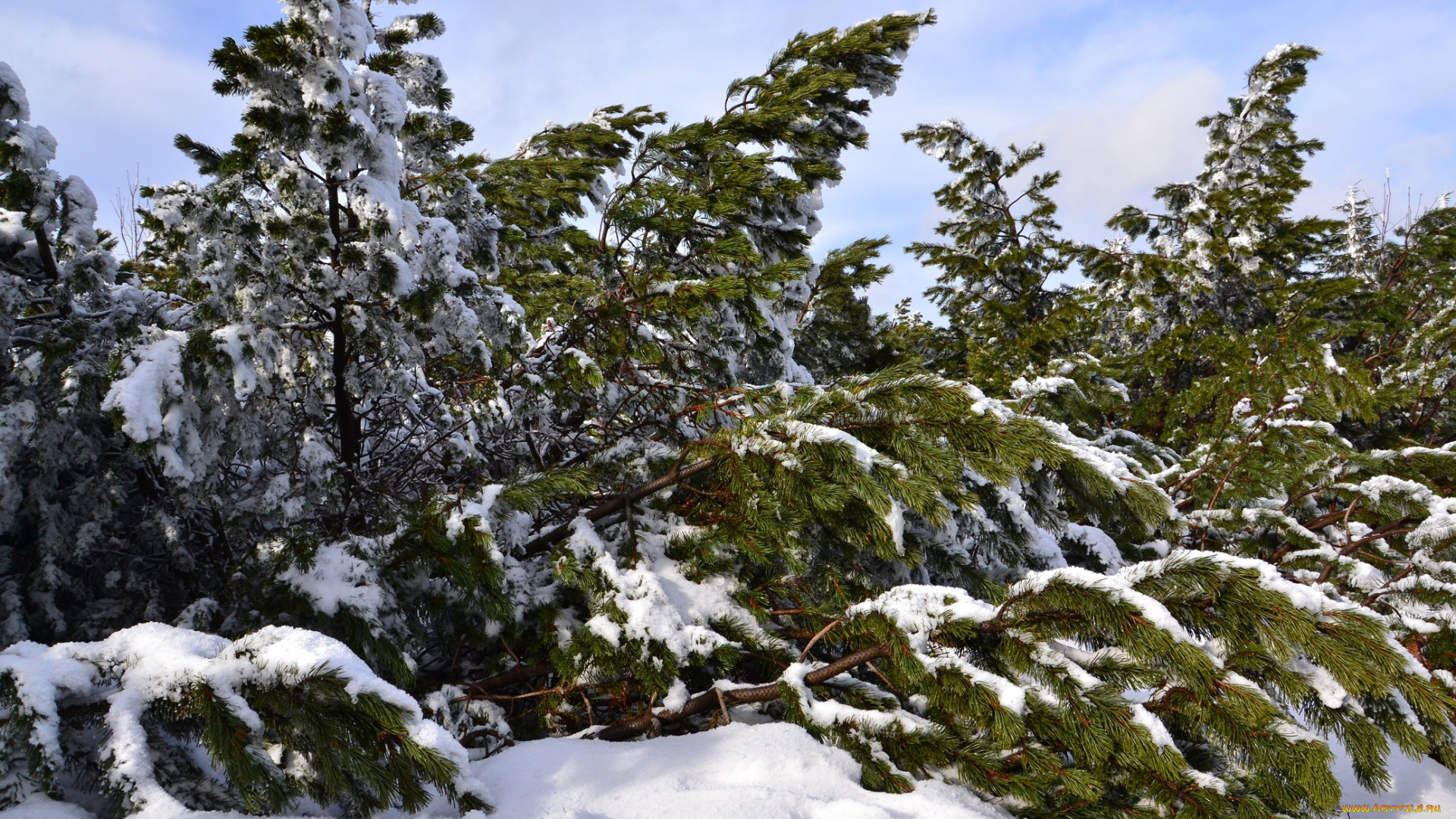 природа, зима, лес, деревья, снег, иней, ели