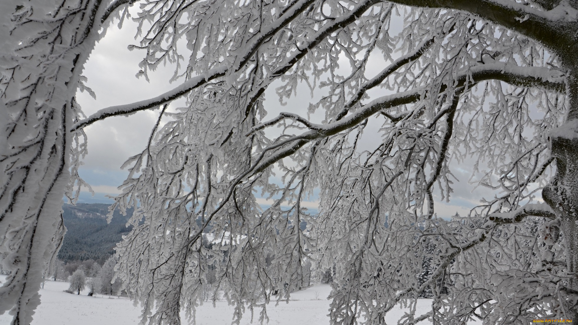 природа, зима, ветки, деревья, снег, иней