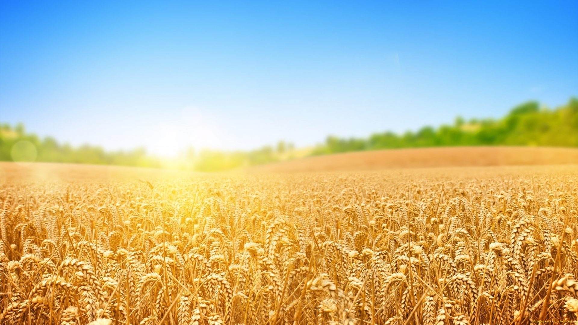 пшеничное, поле, природа, поля, пшеничное, поле