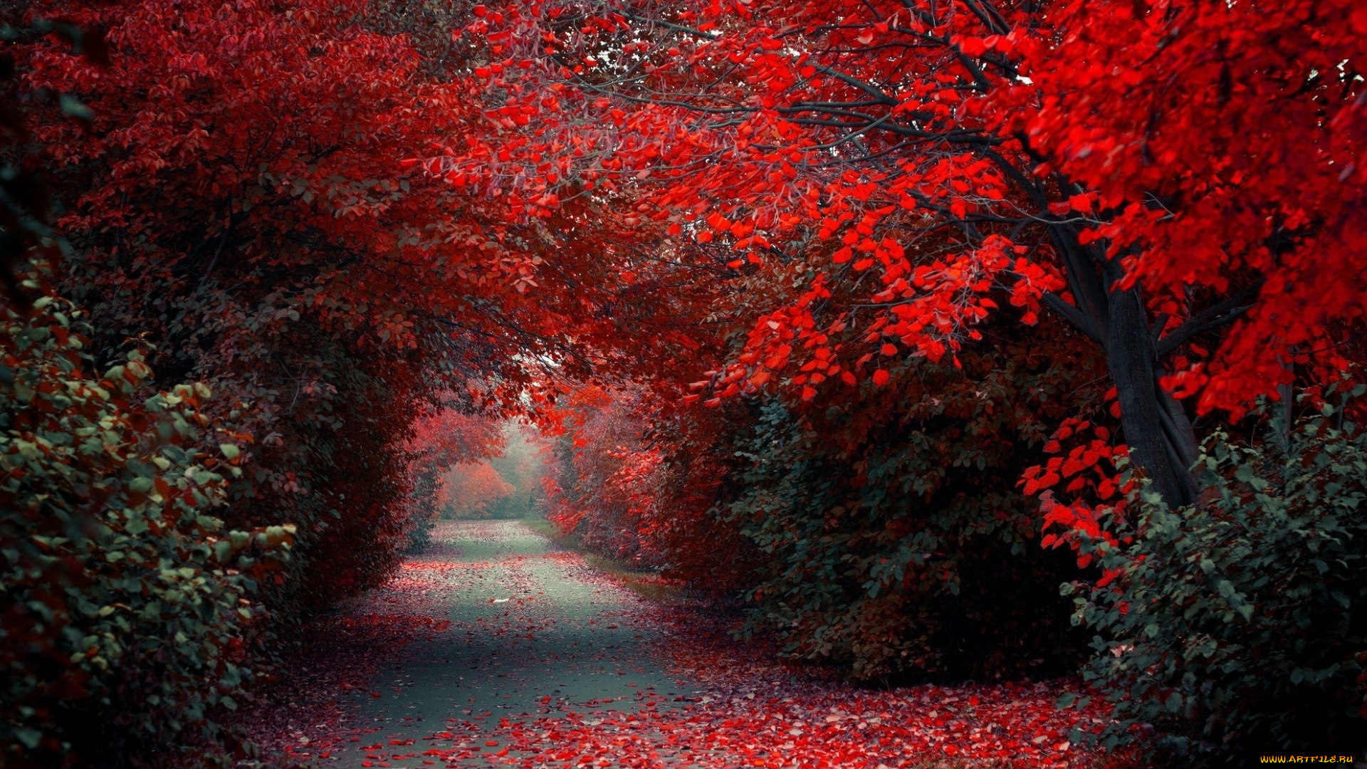 тропа, в, парке, природа, деревья, тропа, в, парке, красные