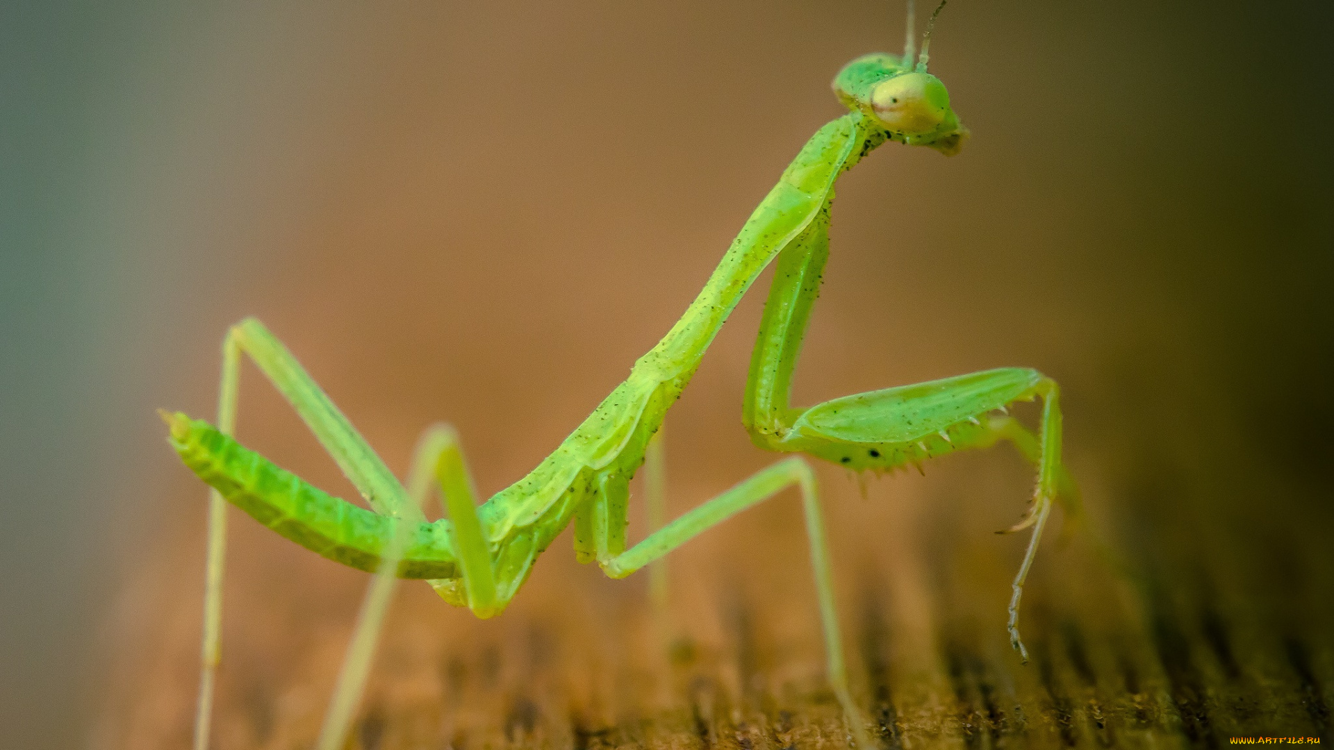 животные, богомолы, травинка, насекомое, богомол, фон, макро