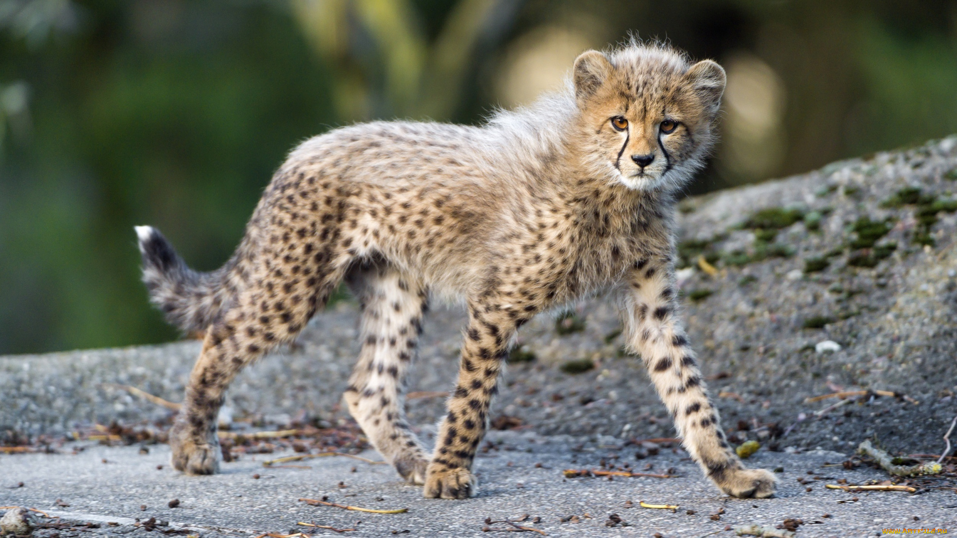 животные, гепарды, кошка, детёныш, котёнок, малыш, пятна, грация