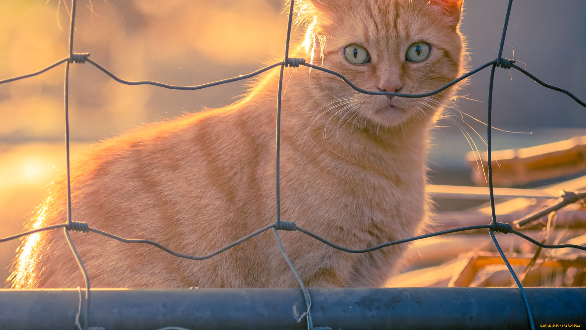 животные, коты, ушки, усы, взгляд, коте, киса