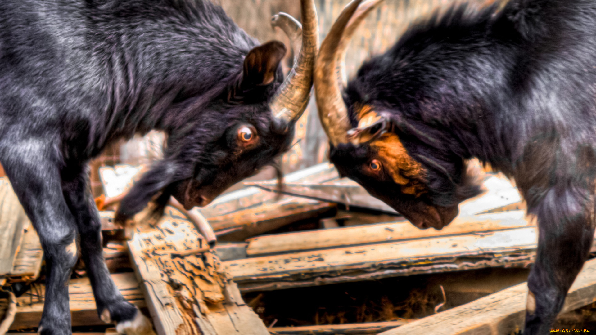 животные, козы, бадаются, козлы