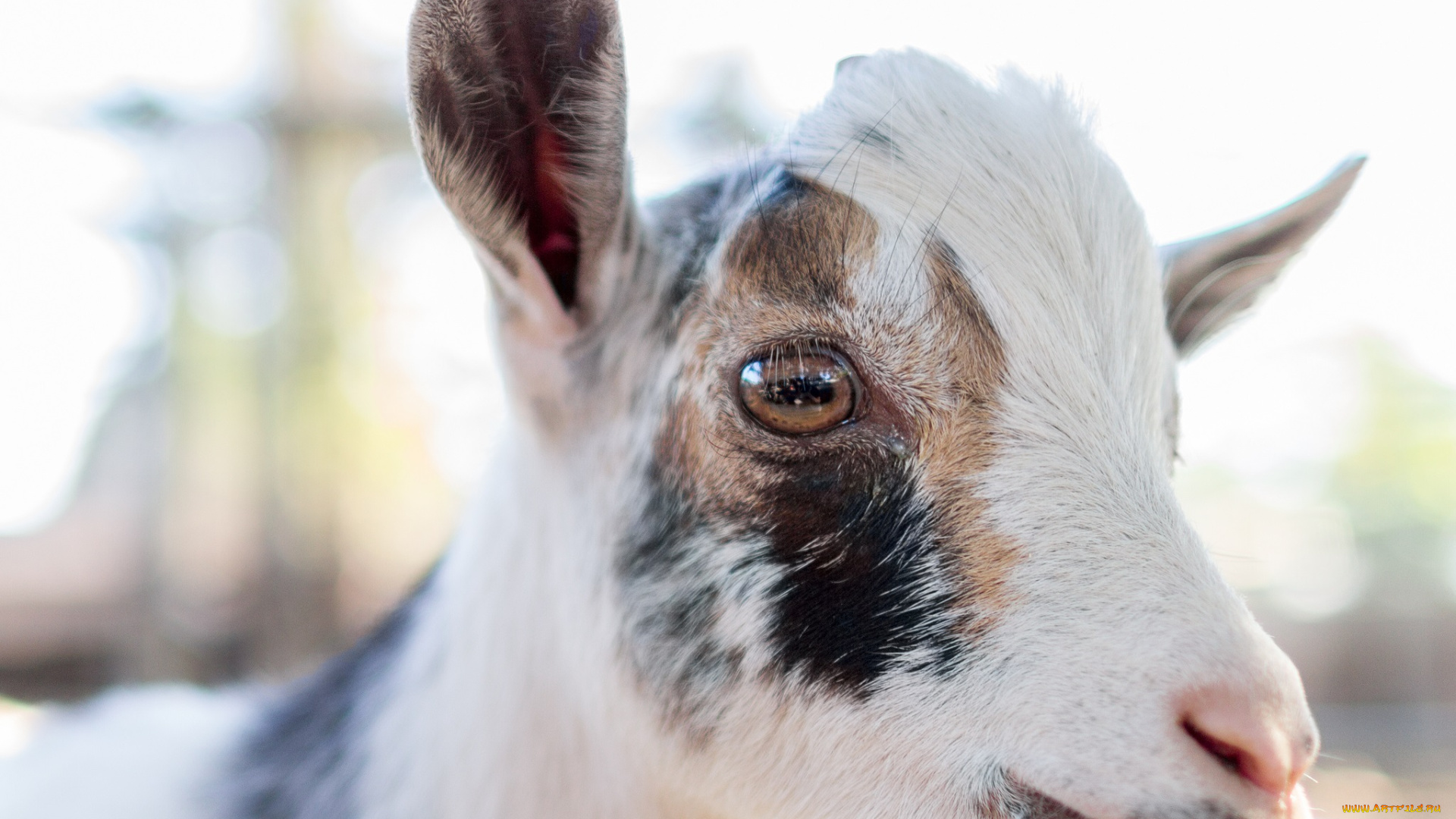 животные, козы, коза