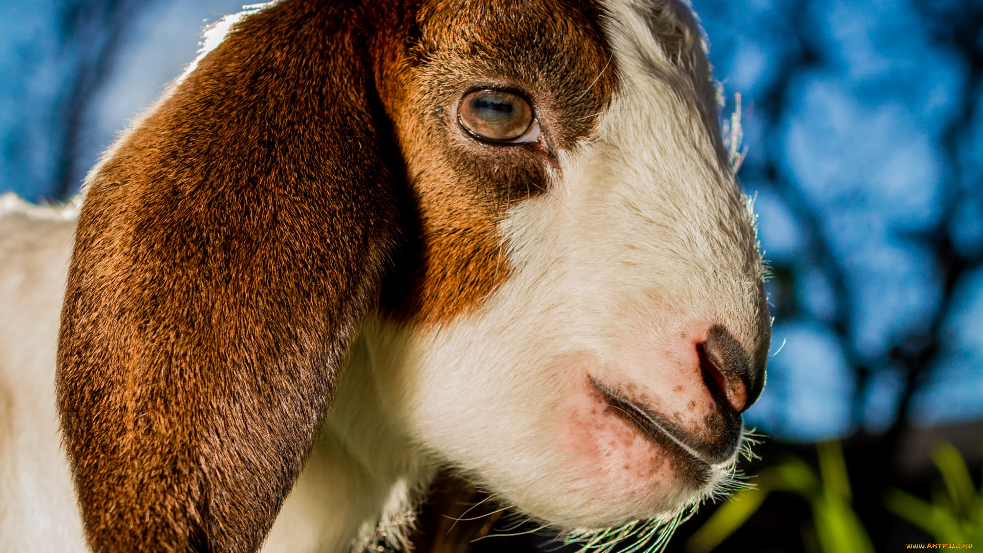 животные, козы, коза, профиль, козлёнок