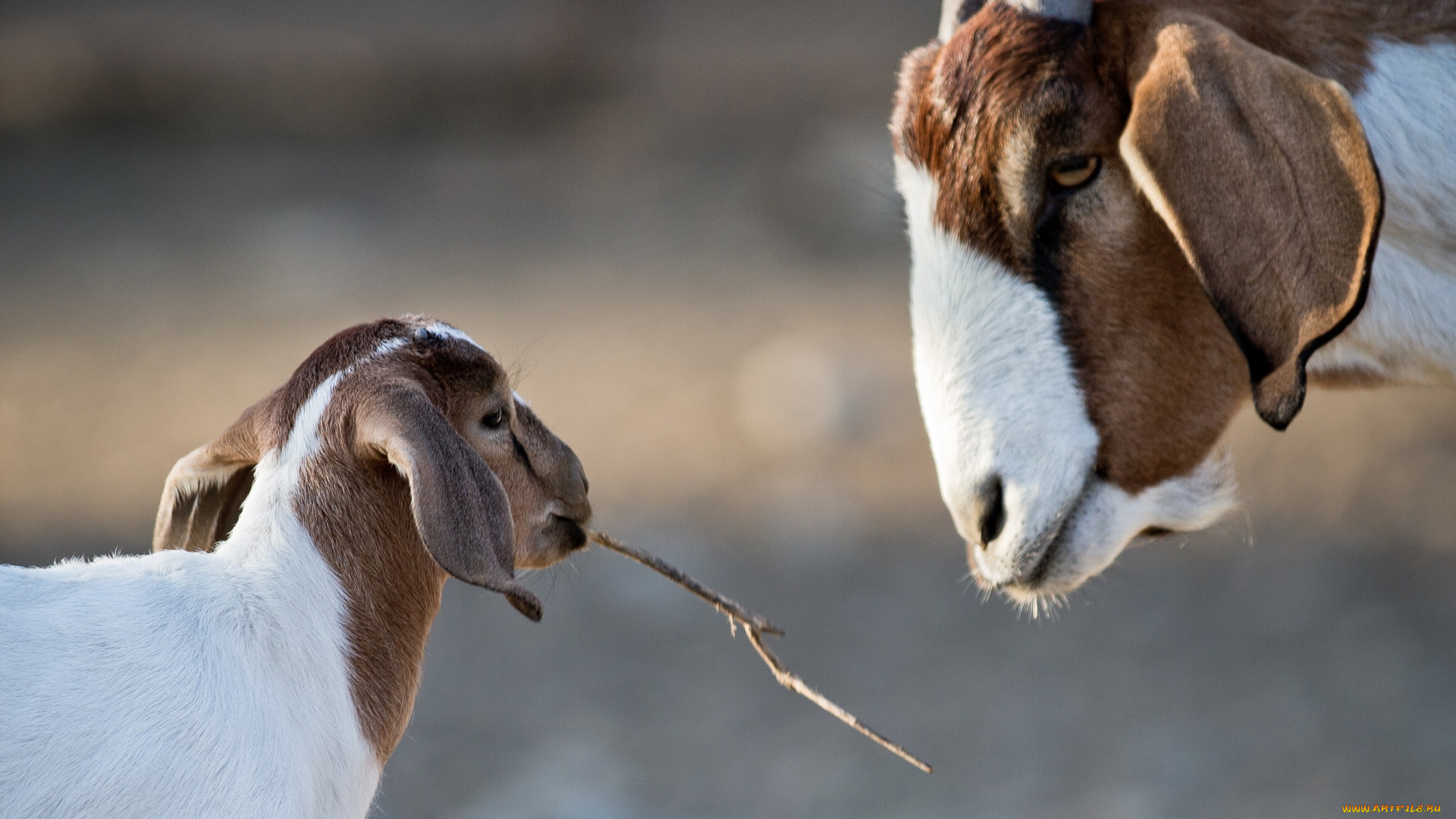 животные, козы, козлёнок, коза, двое