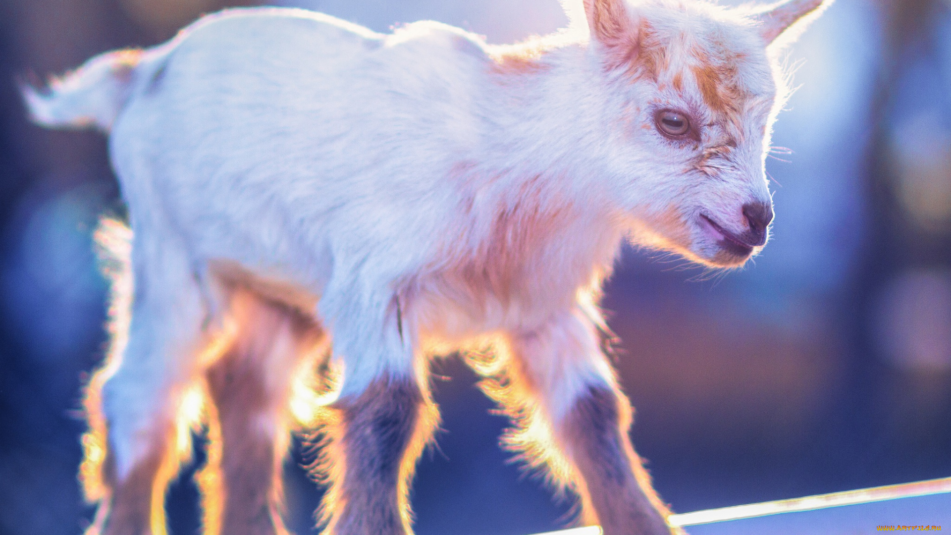 животные, козы, малыш, белый, козлёнок