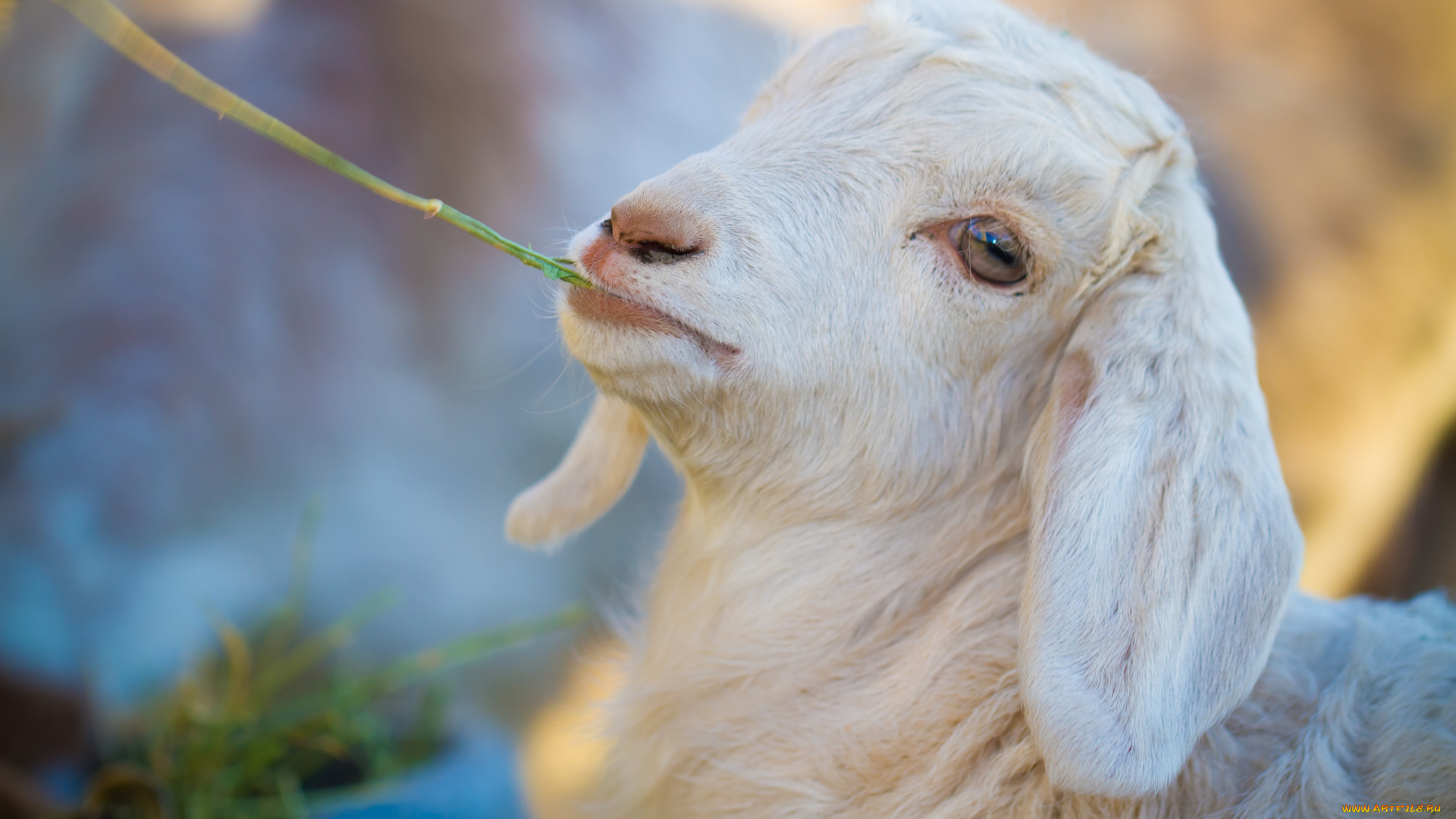 животные, козы, малыш, обработка, белый, козлёнок