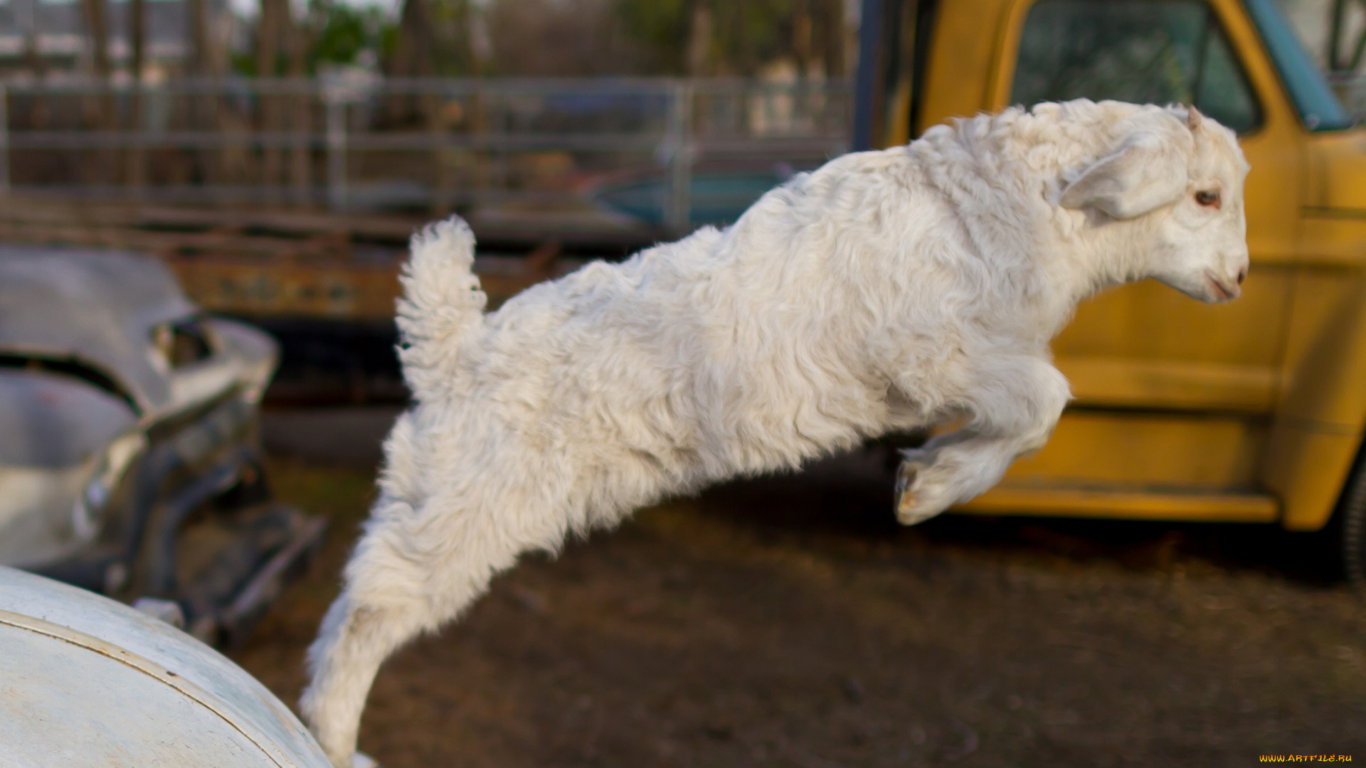 животные, козы, малыш, прыжок, машина, белый, козлёнок