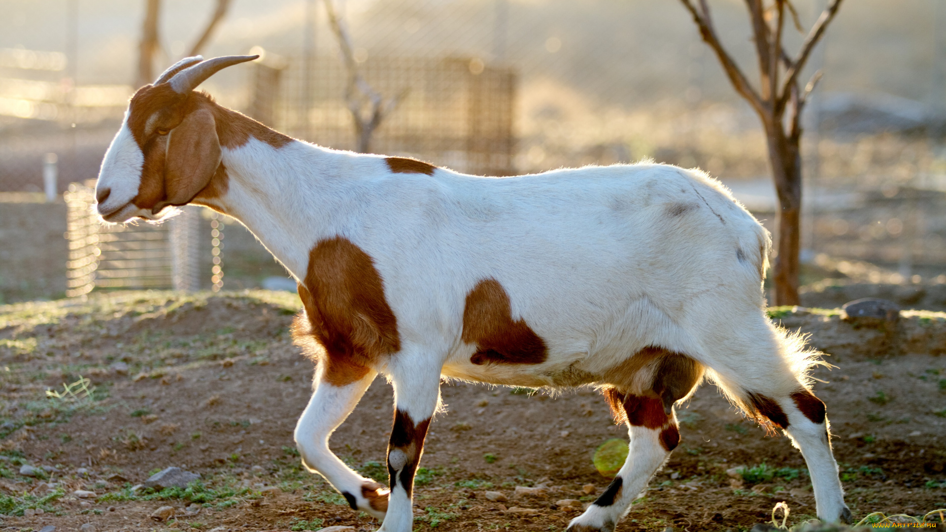 животные, козы, пятнистая, коза