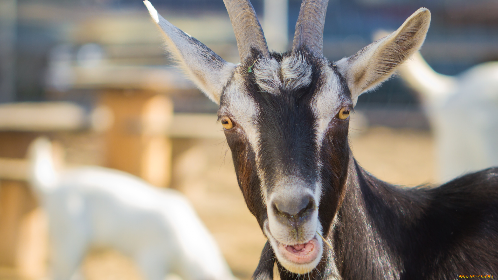 животные, козы, рога, взгляд, козёл
