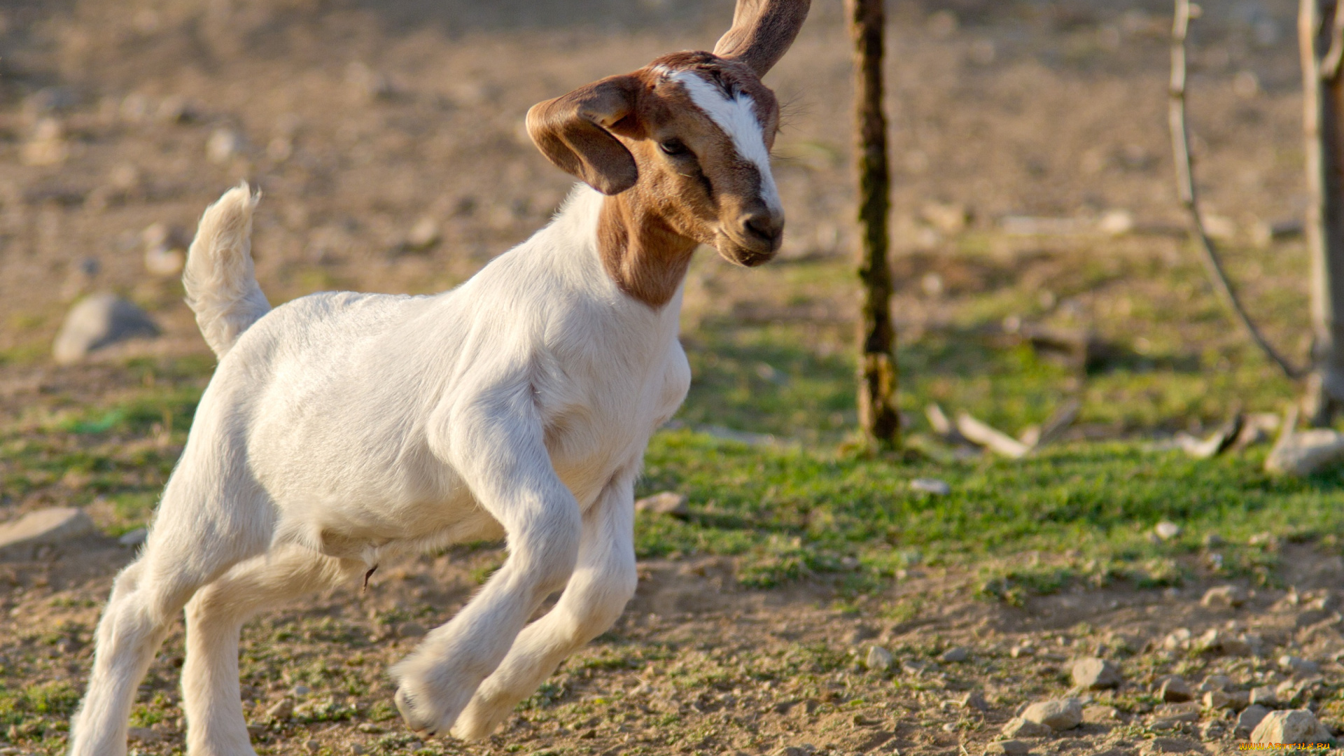 животные, козы, скачет, коза, козлёнок