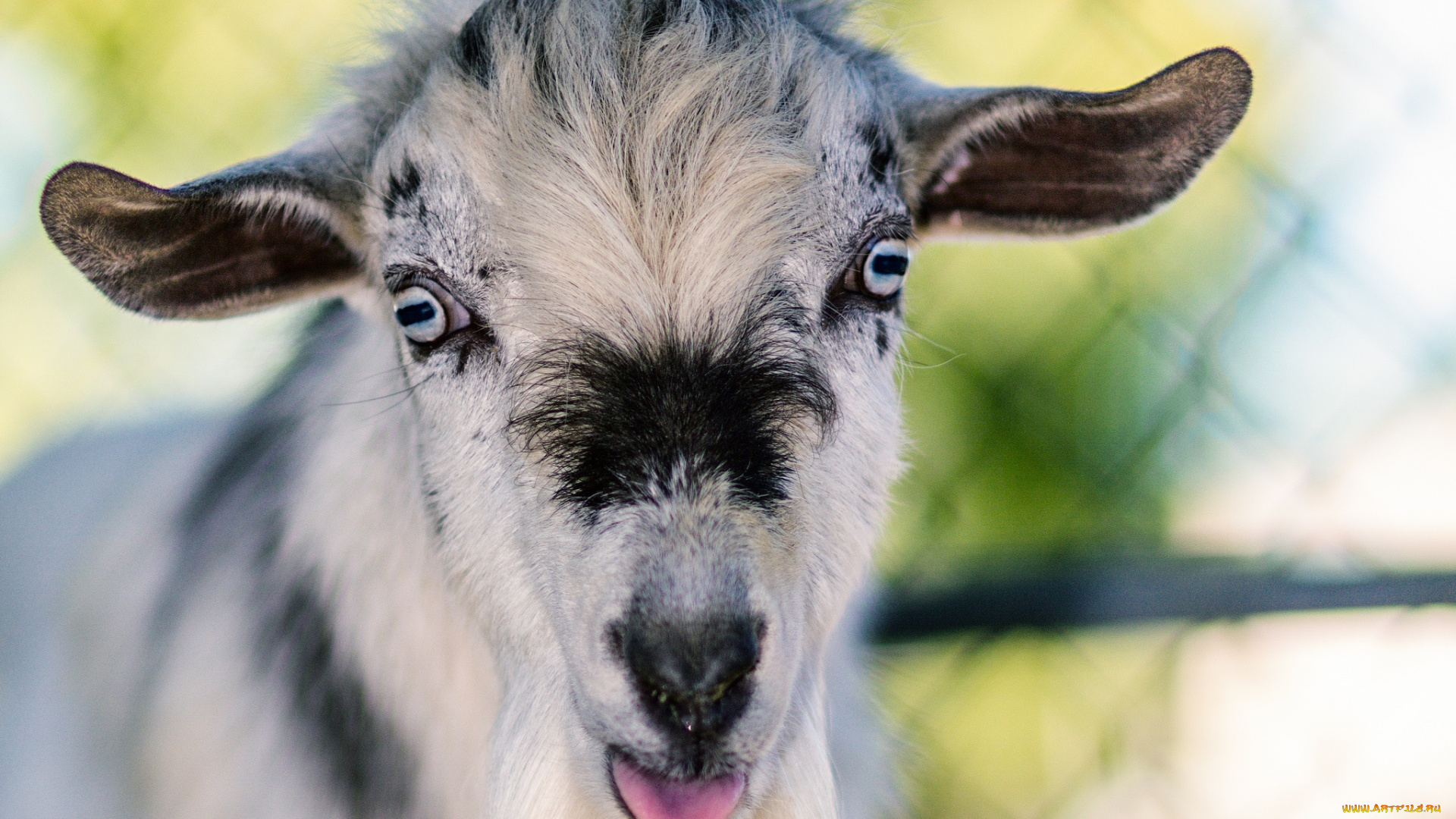 животные, козы, взгляд, портрет, животное, коза