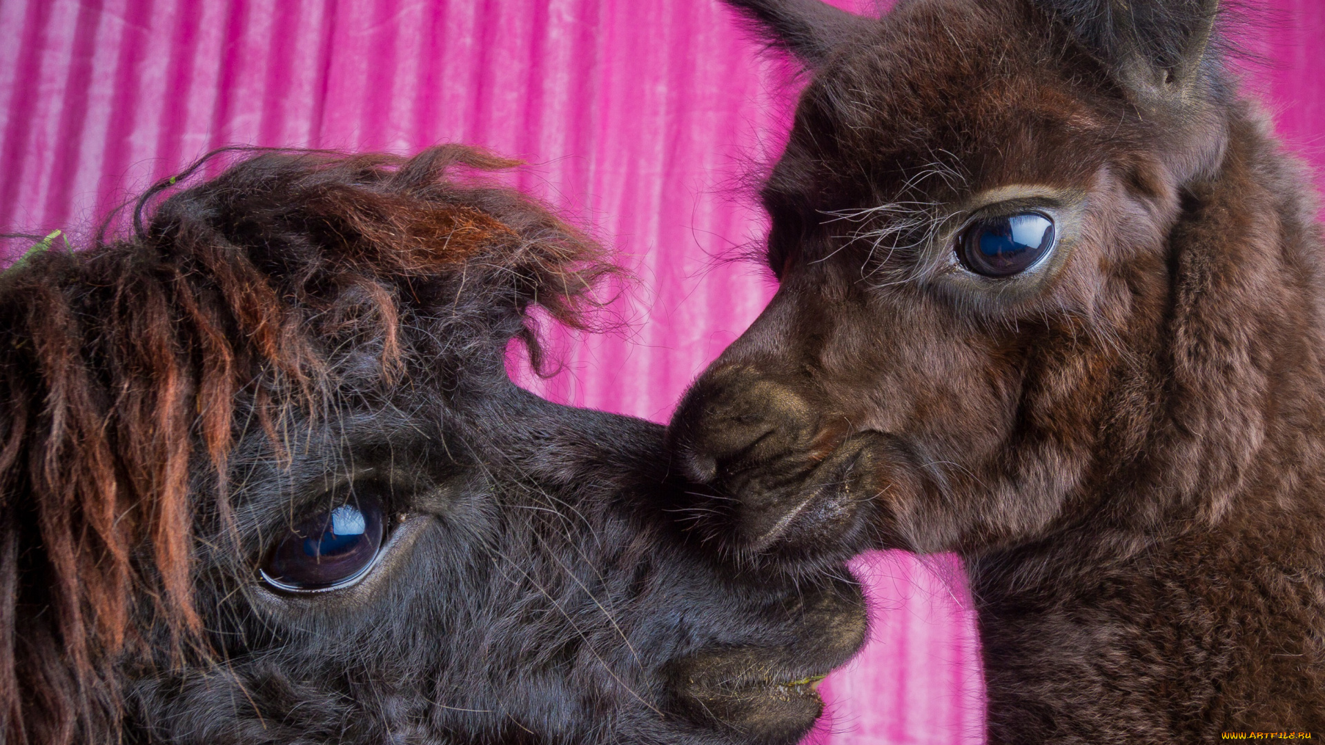 животные, ламы, фон, чёрные, пара