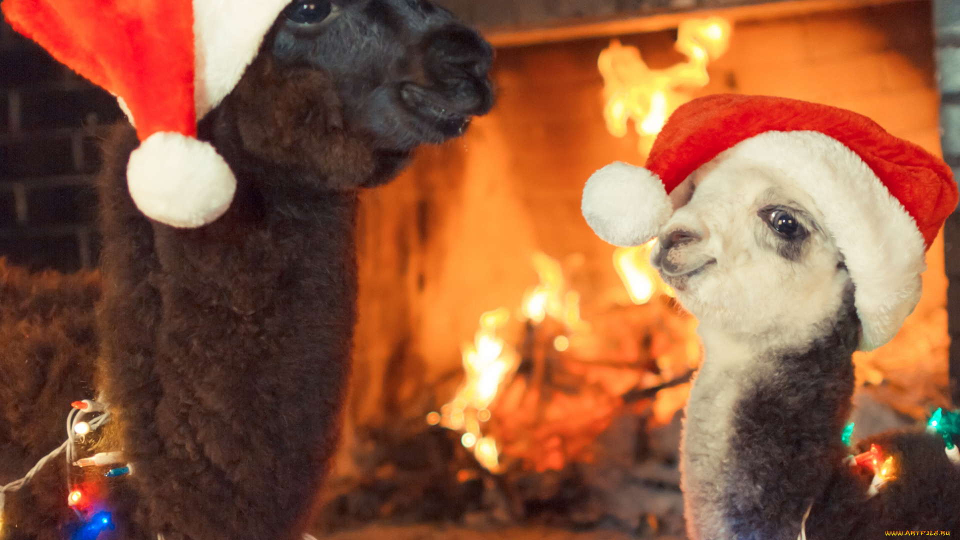 животные, ламы, гирлянды, шапки, новый, год