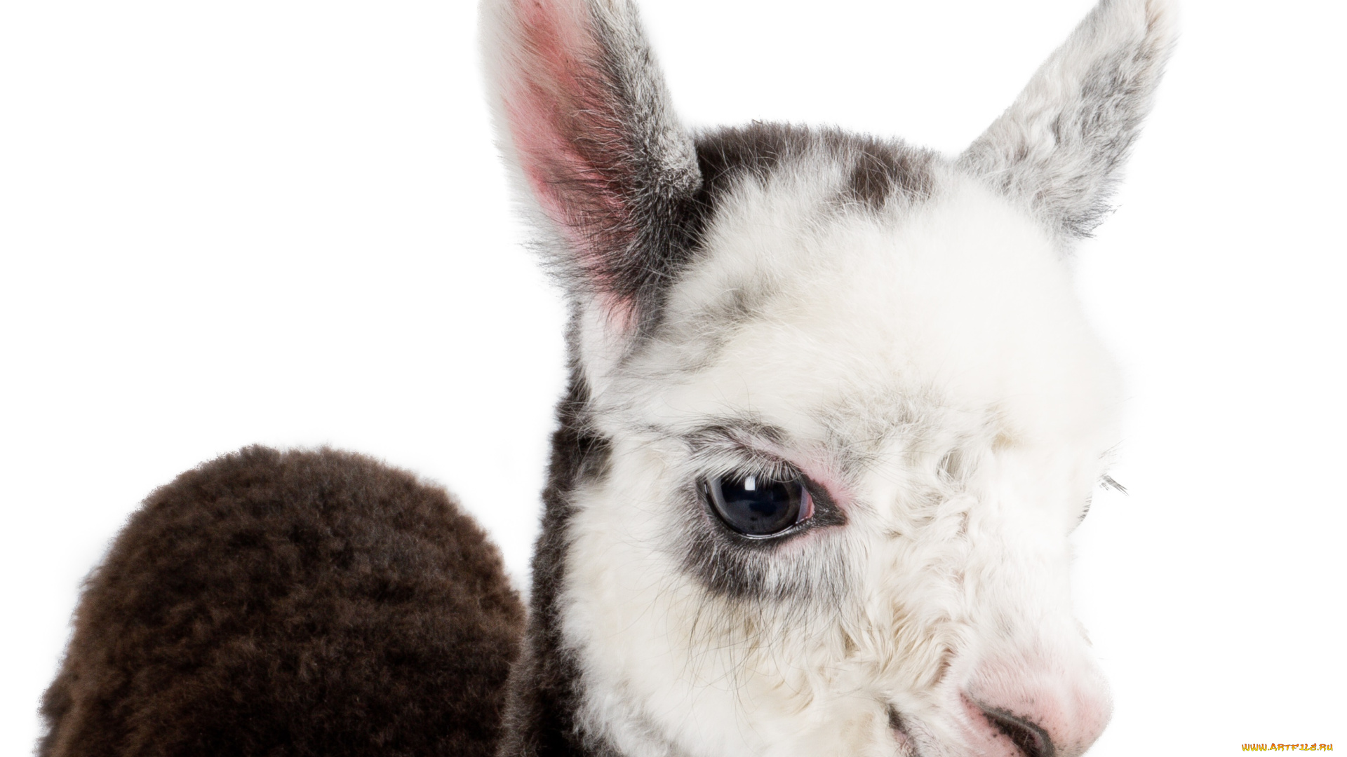 животные, ламы, лама, фон