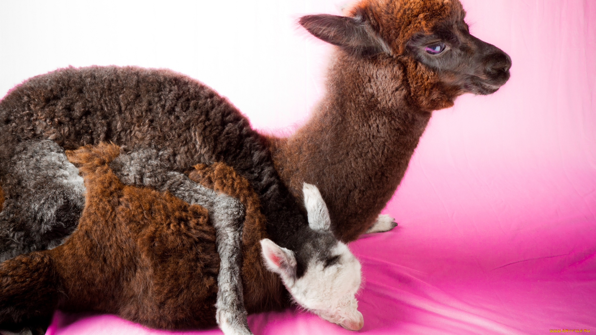 животные, ламы, малыш, мама