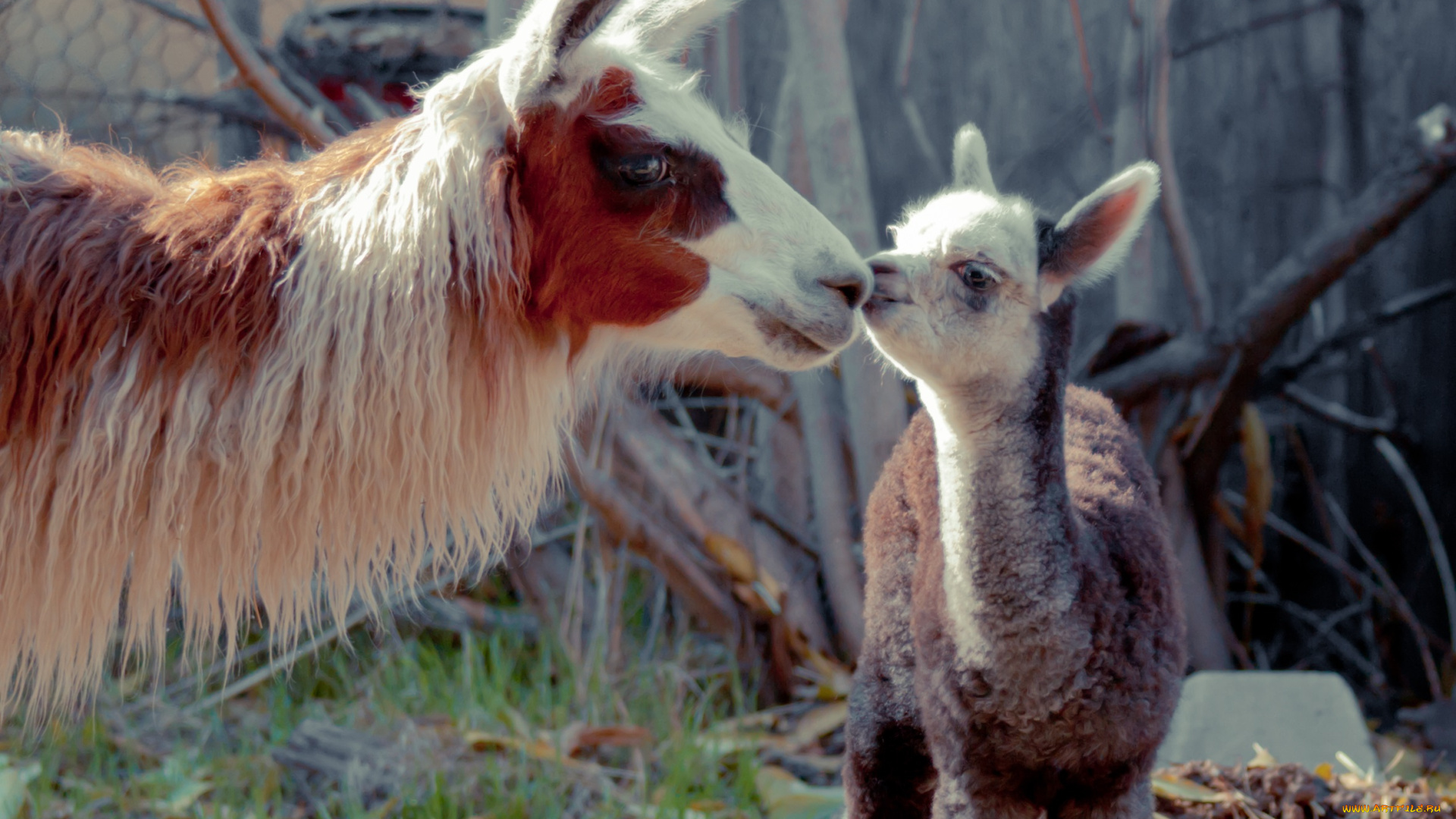 животные, ламы, пара