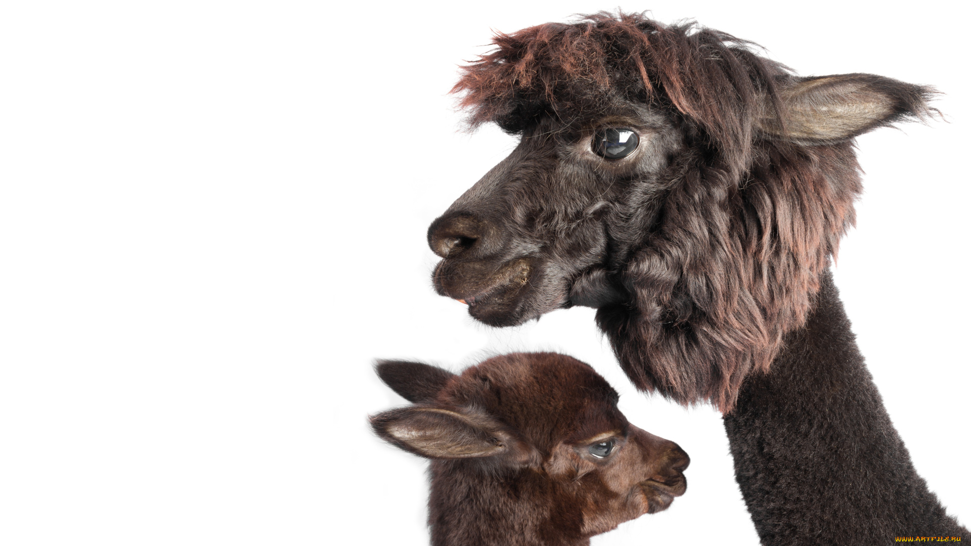 животные, ламы, пара, фон, белый