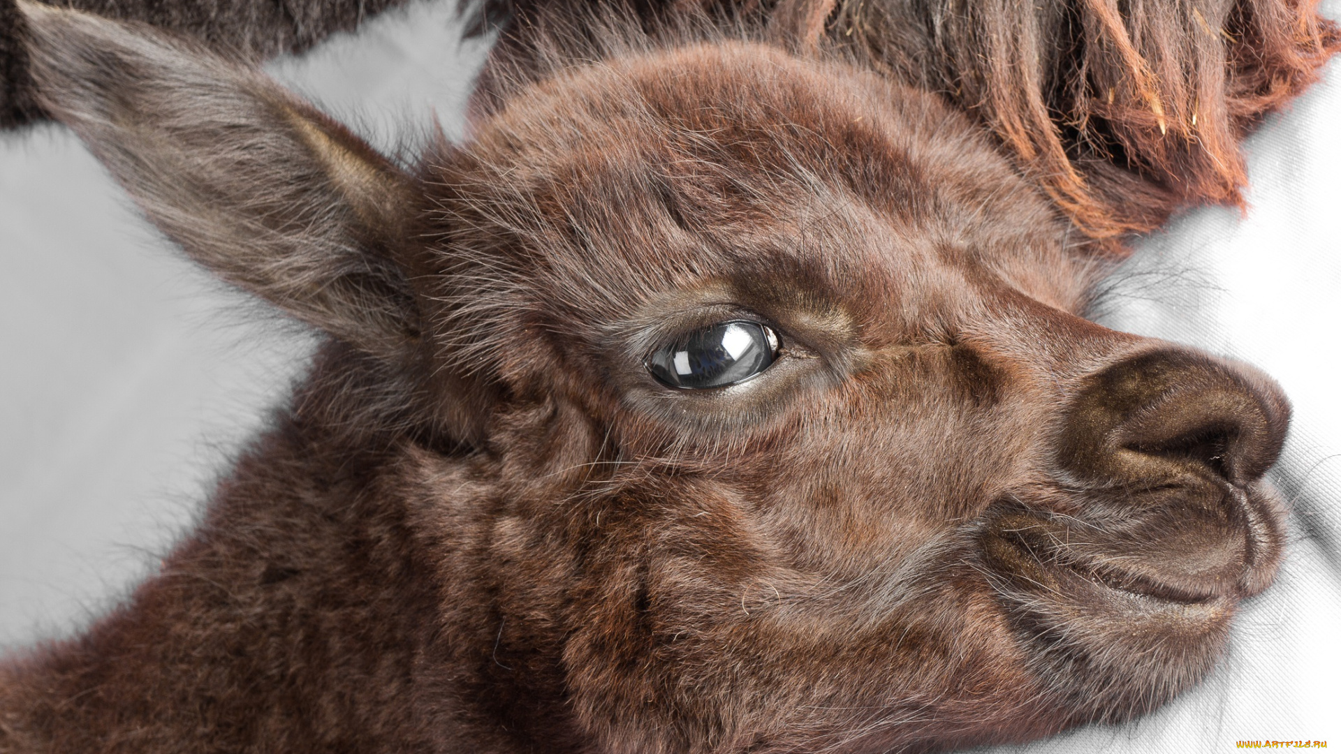 животные, ламы, взгляд, лама