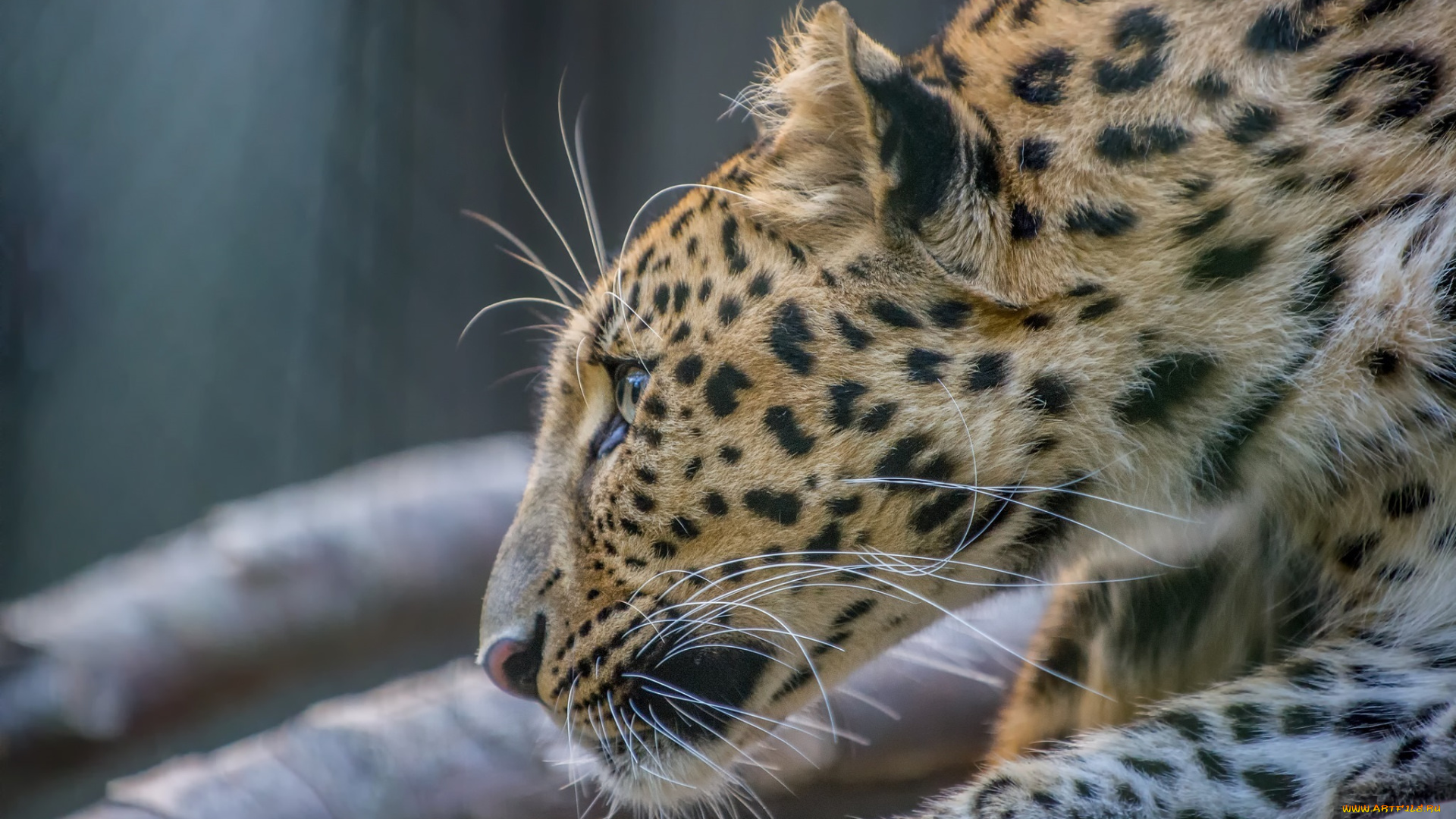животные, леопарды, кошка, хищник, амурский, дальневосточный, морда, профиль, мех, зоопарк