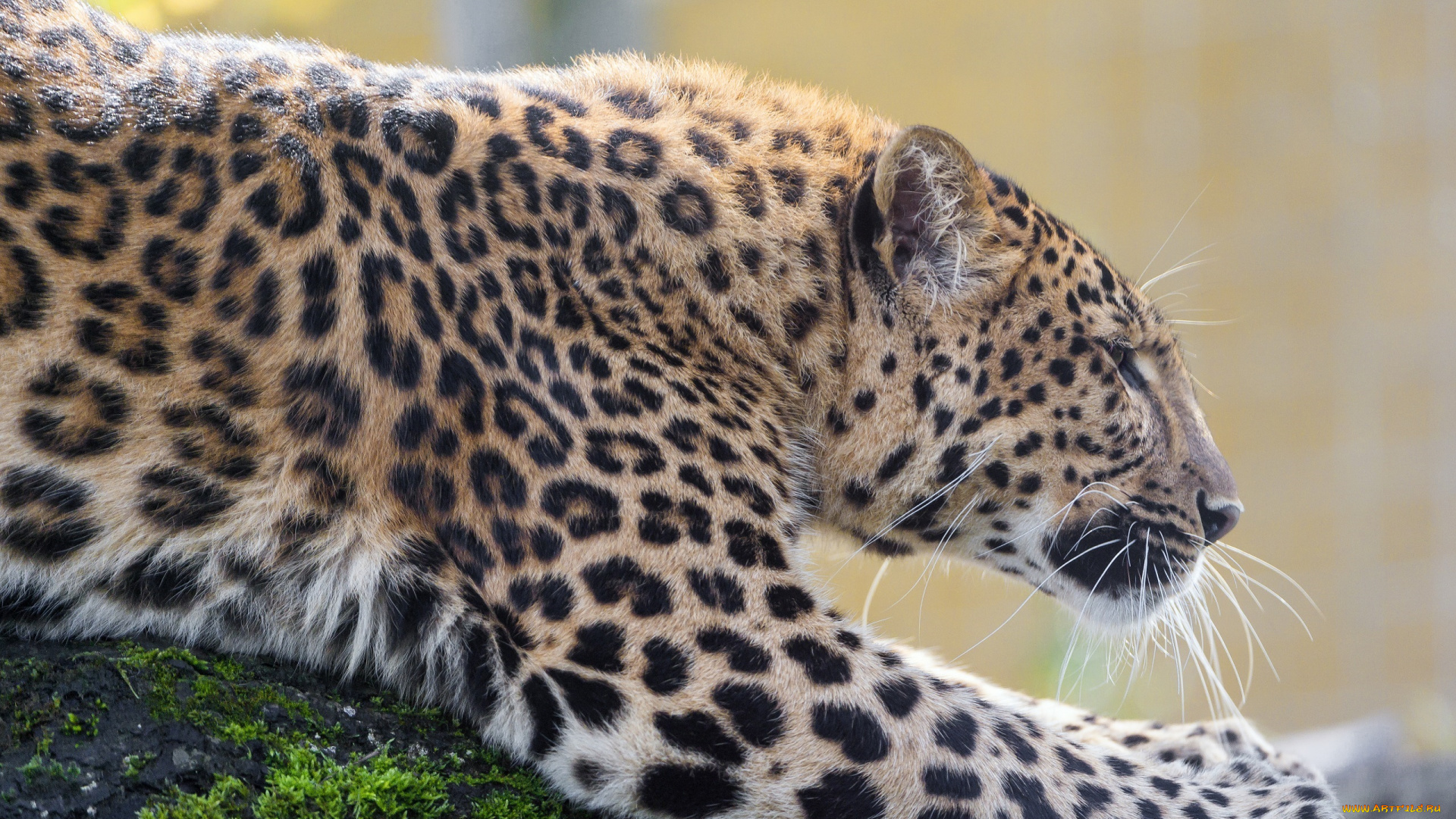 животные, леопарды, кошка, хищник, профиль, пятна, зоопарк