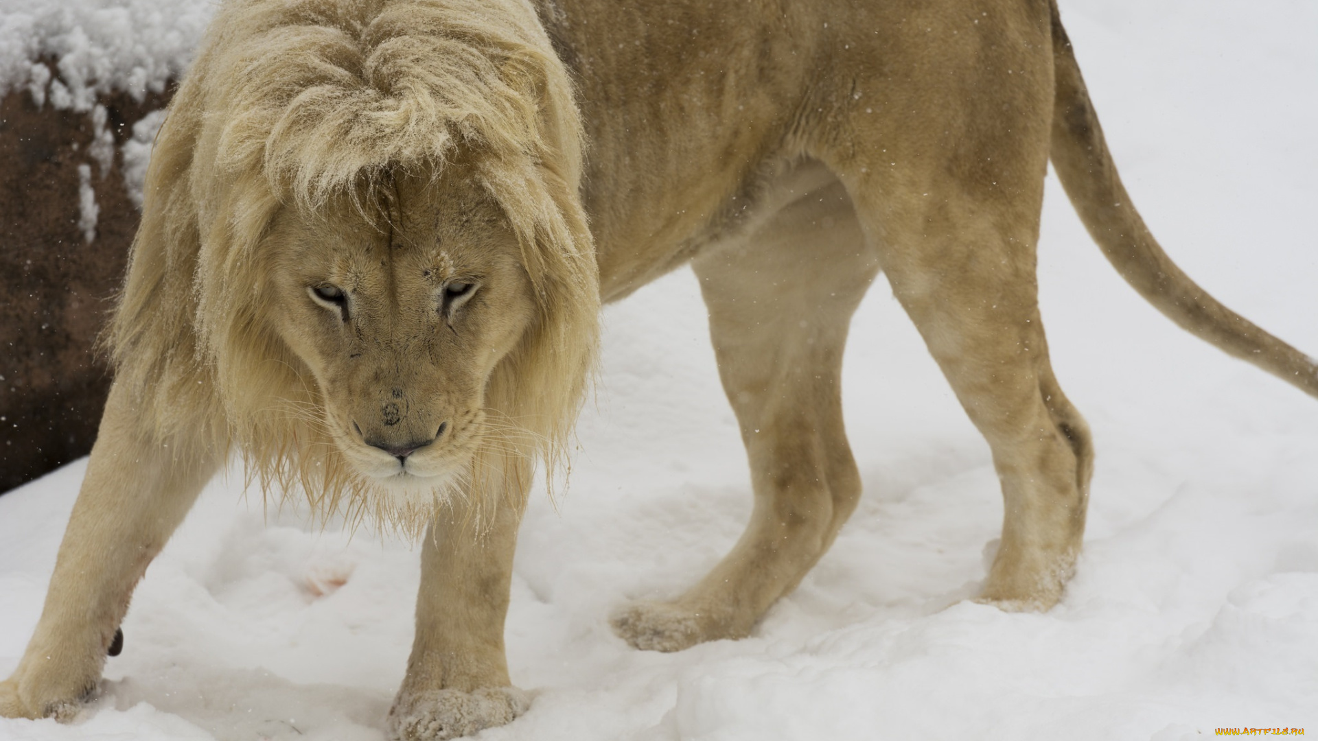 животные, львы, кошка, хищник, морда, грива, зима, снег, зоопарк