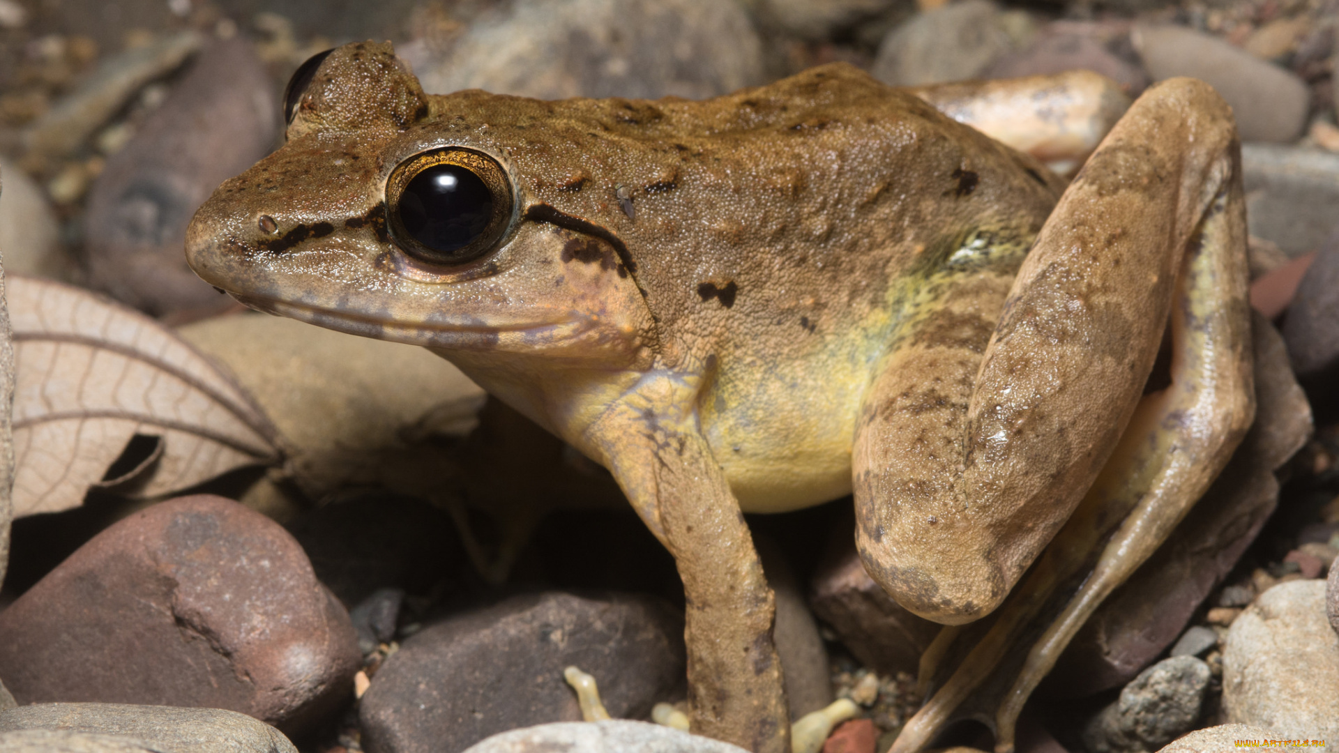 животные, лягушки, фон, лягушка, сырость, макро