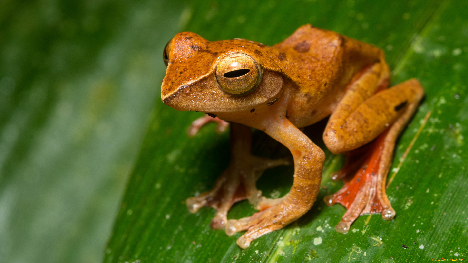 животные, лягушки, лист, сырость, макро, фон, лягушка