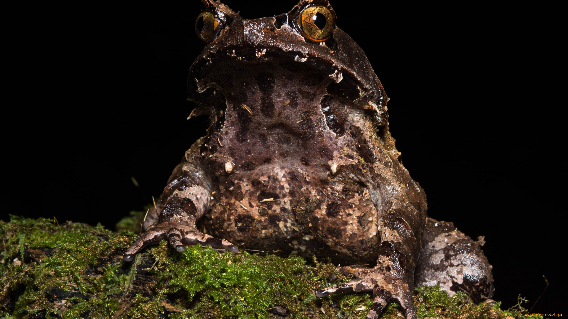животные, лягушки, лягушка, лист, влажность, сырость