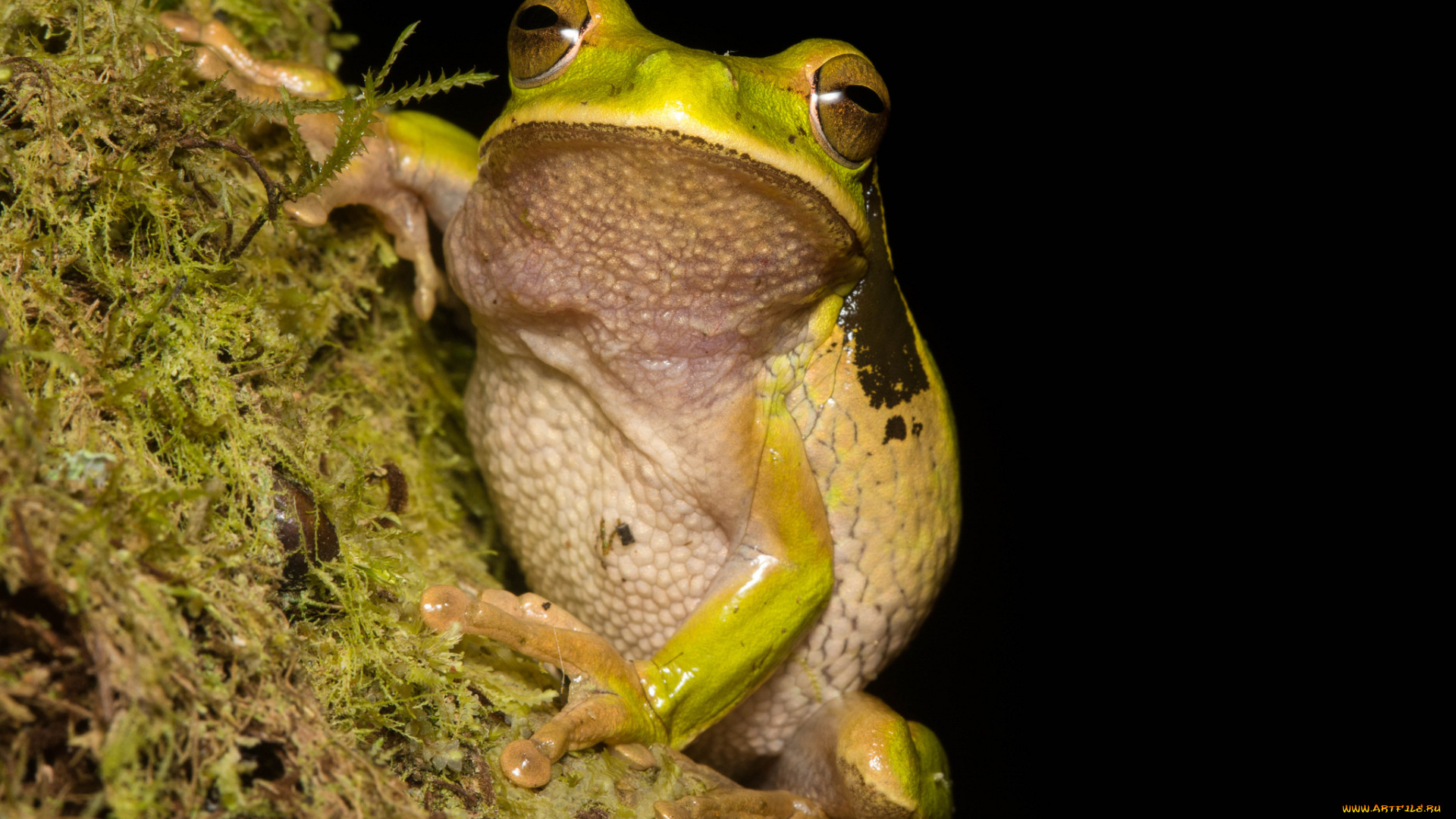 животные, лягушки, лягушка, мох, ветка, кора