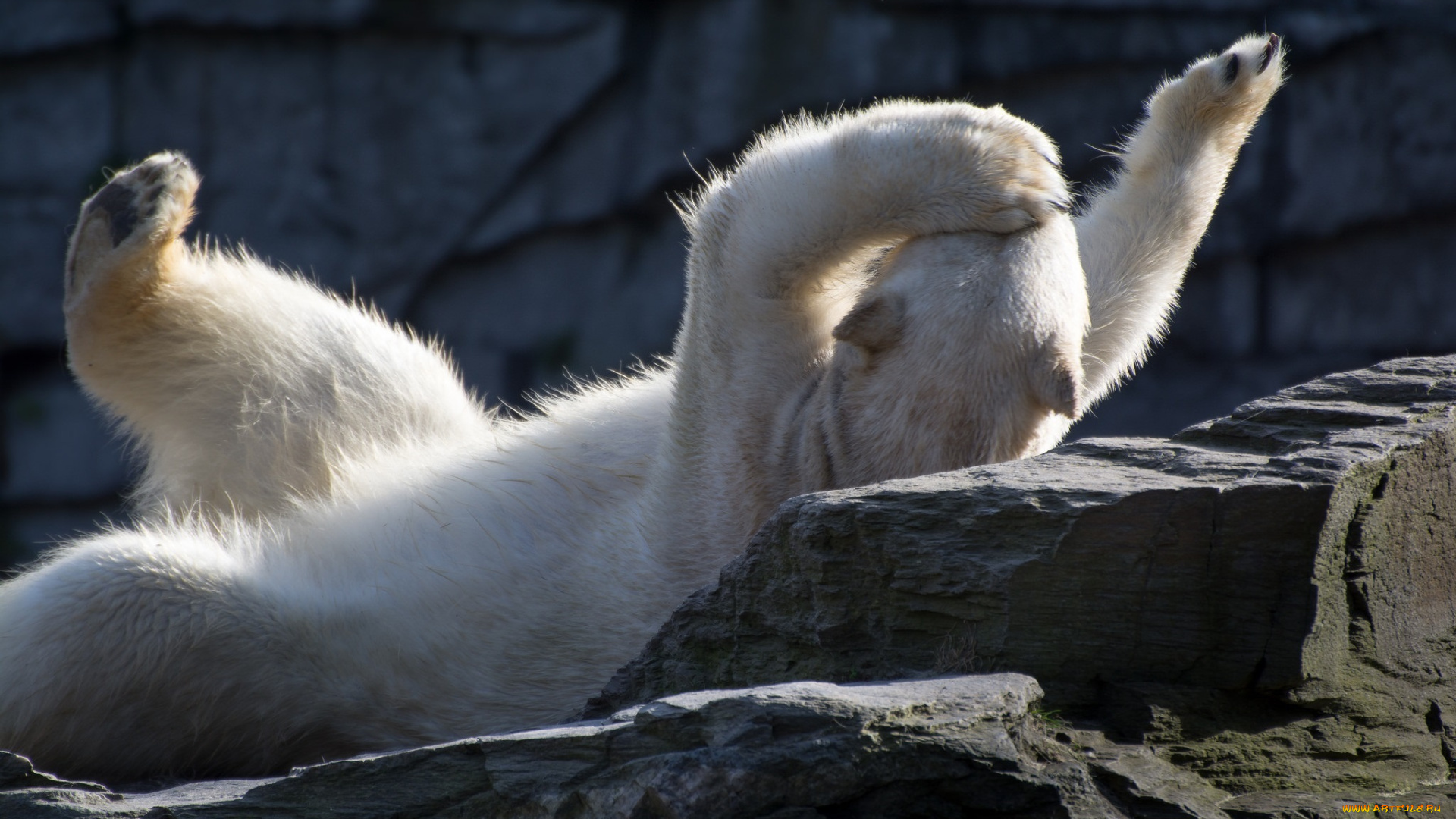 животные, медведи, хищник, лапы, поза, зоопарк