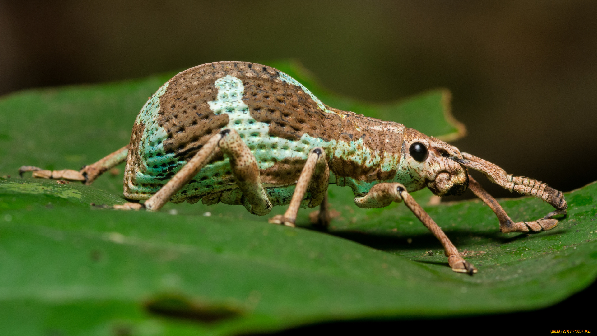 животные, насекомые, жук, насекомое, макро, лист