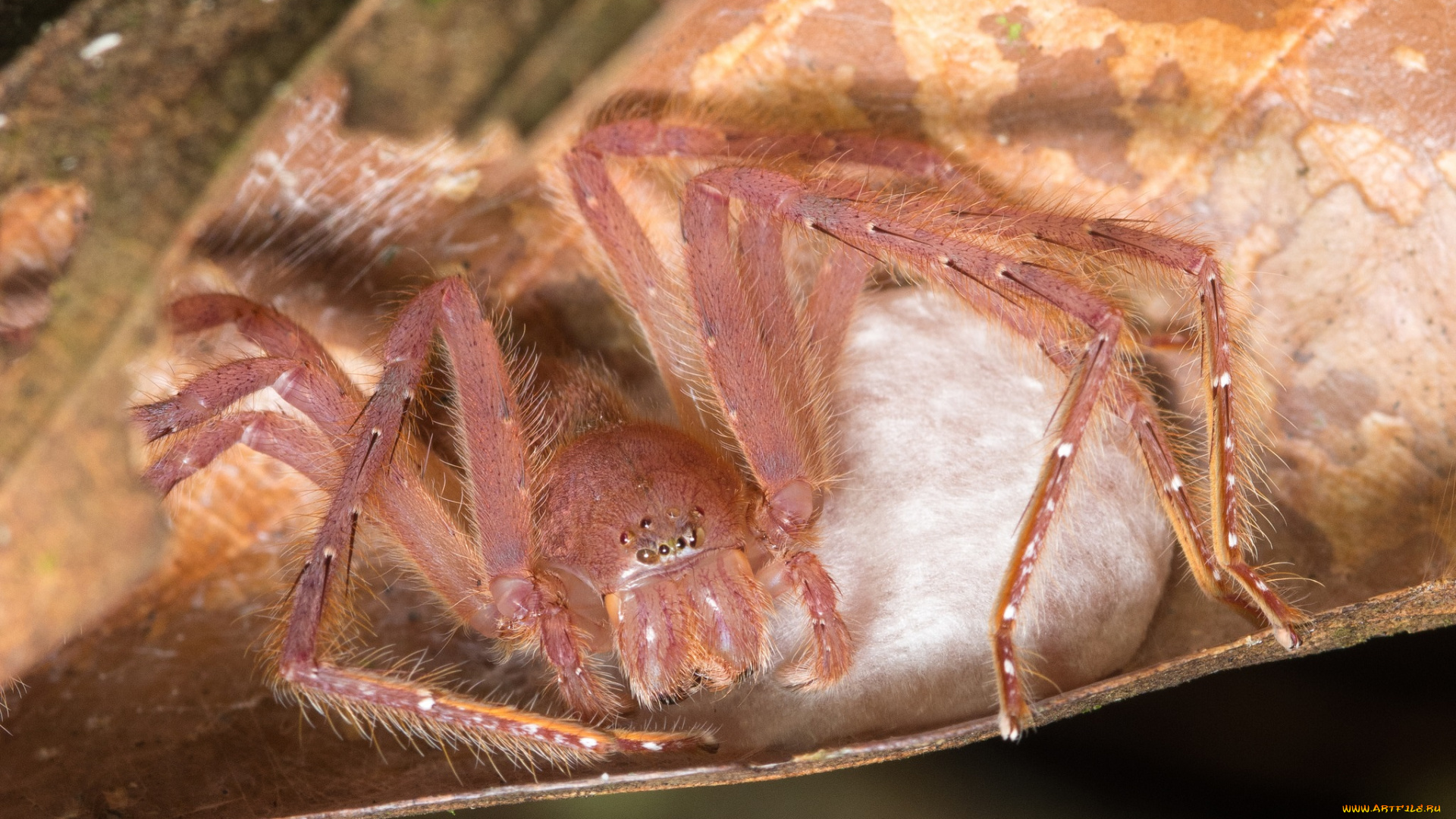 животные, пауки, паук, гнездо, лист