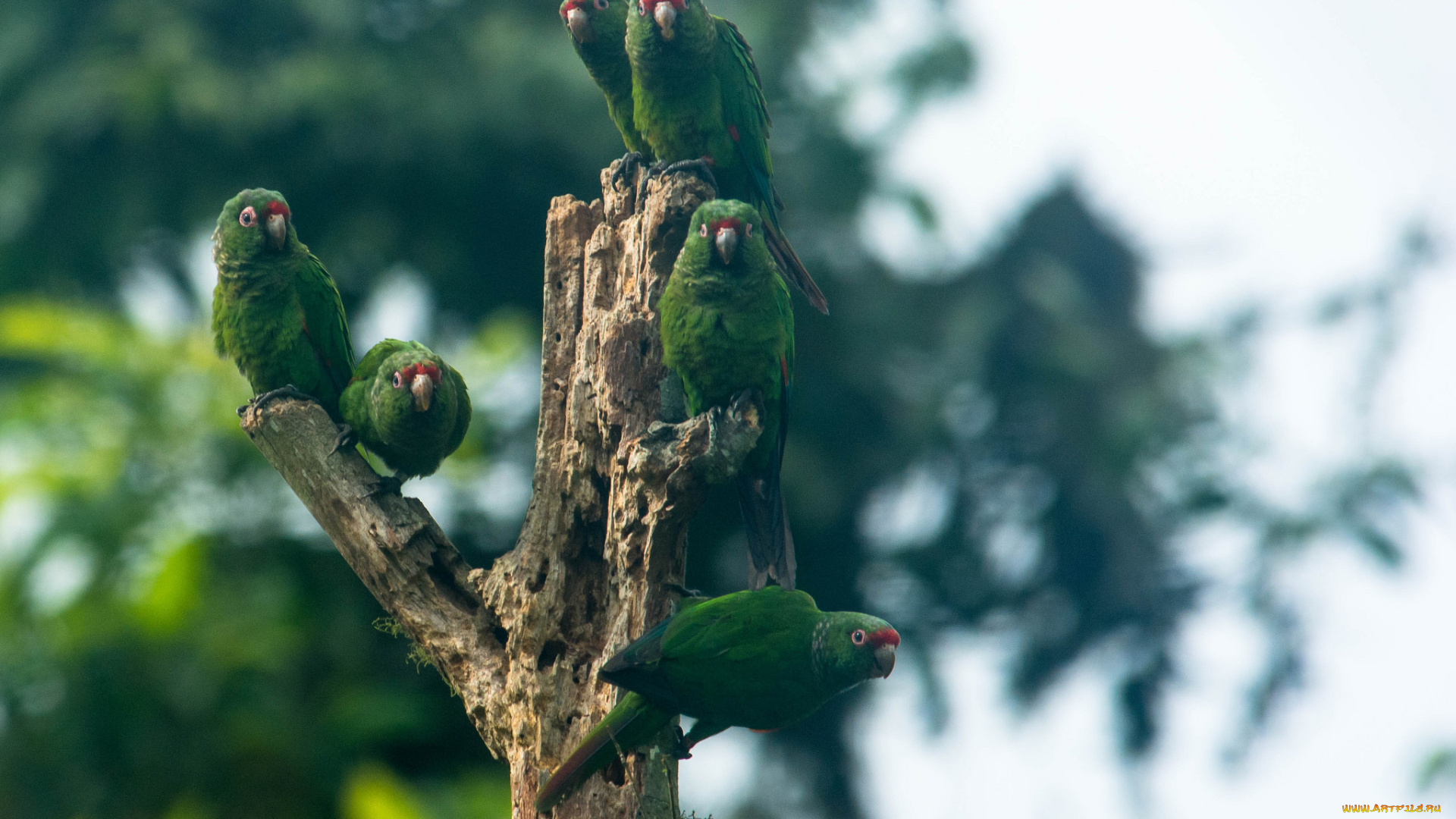 животные, попугаи, зелёные, птицы