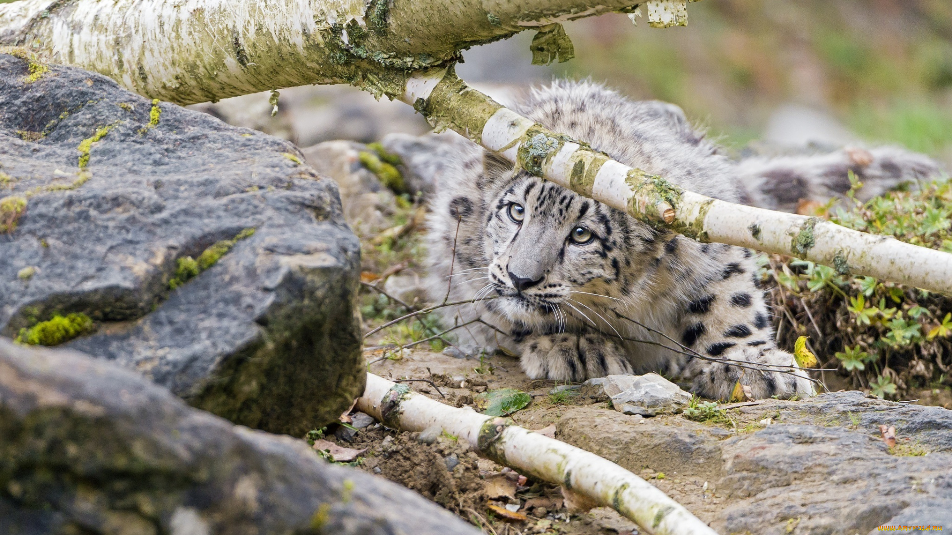 животные, снежный, барс, , ирбис, барс, детёныш, котёнок, малыш, камни, дерево, укрытие, засада, мордочка