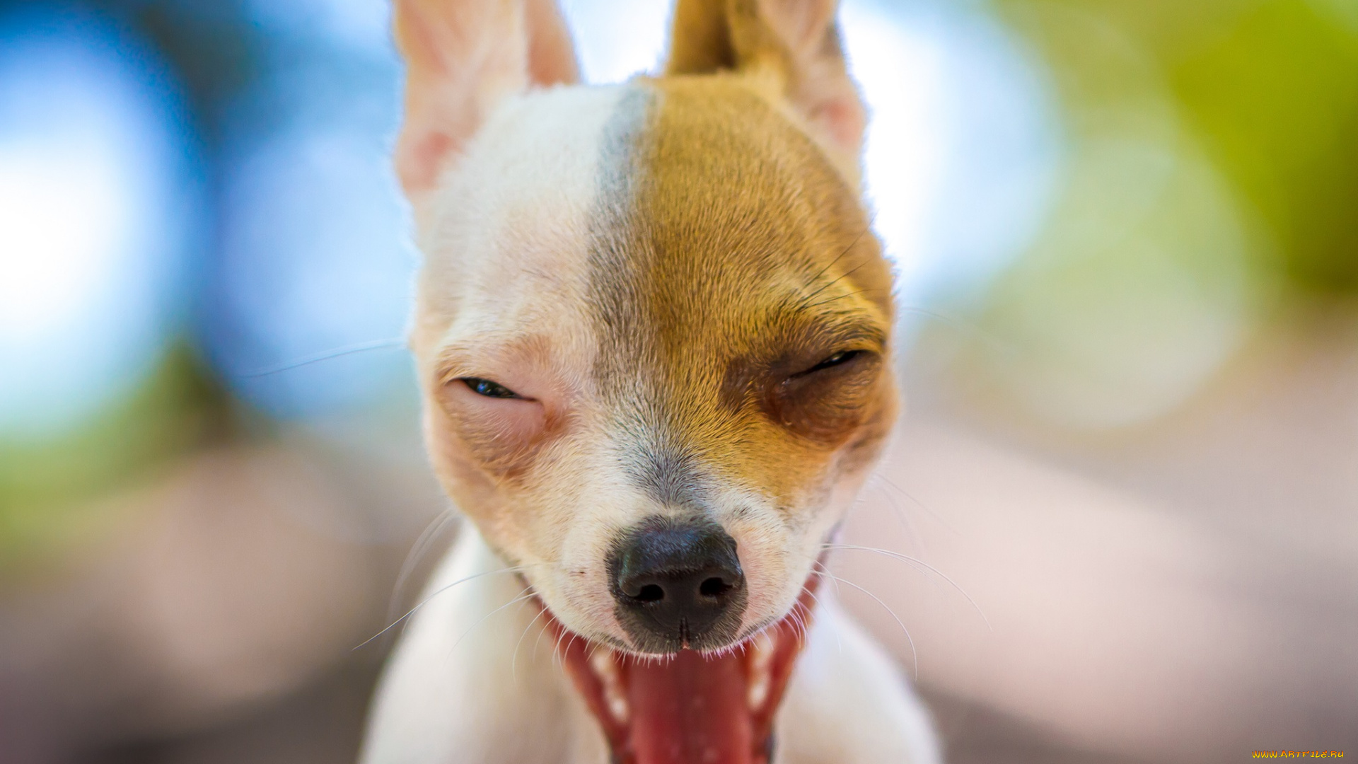 животные, собаки, малыш, щенок