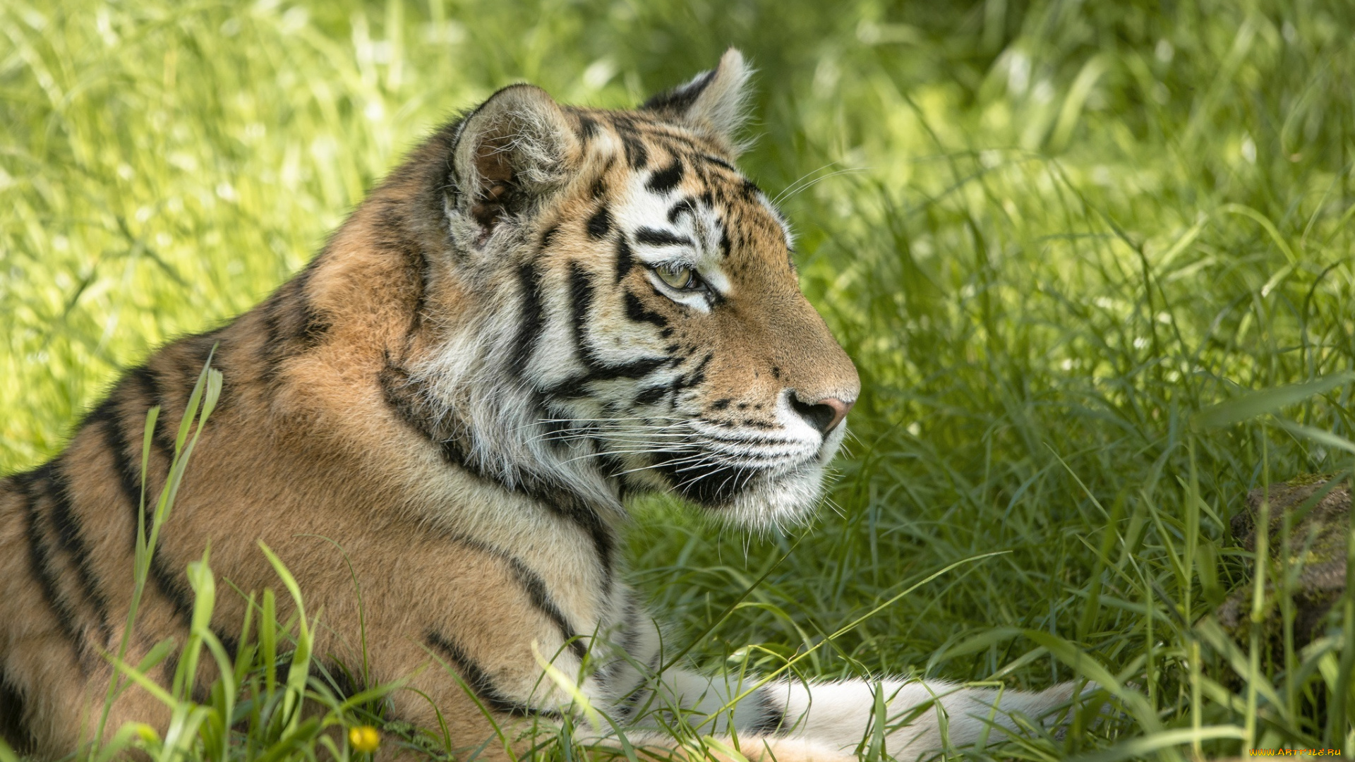 животные, тигры, кошка, хищник, профиль, трава, лето, лежит, отдых