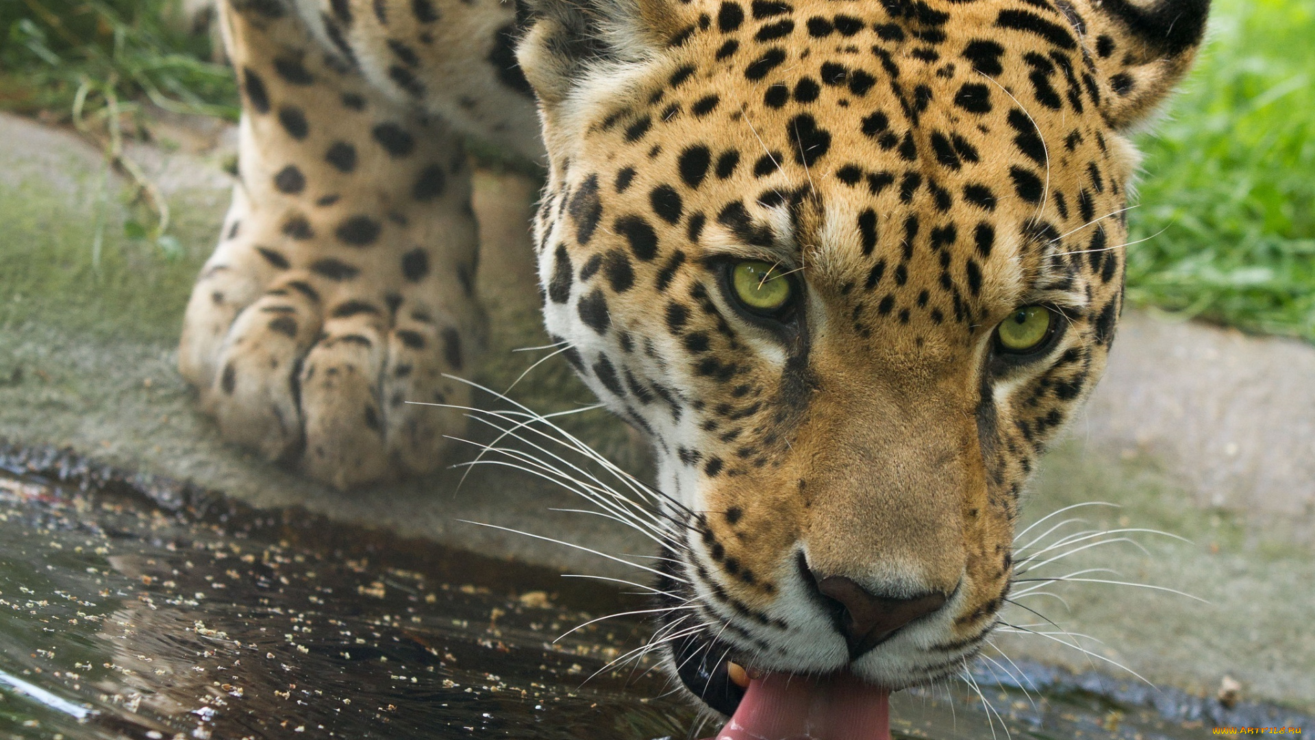 животные, Ягуары, кошка, хищник, морда, язык, водопой