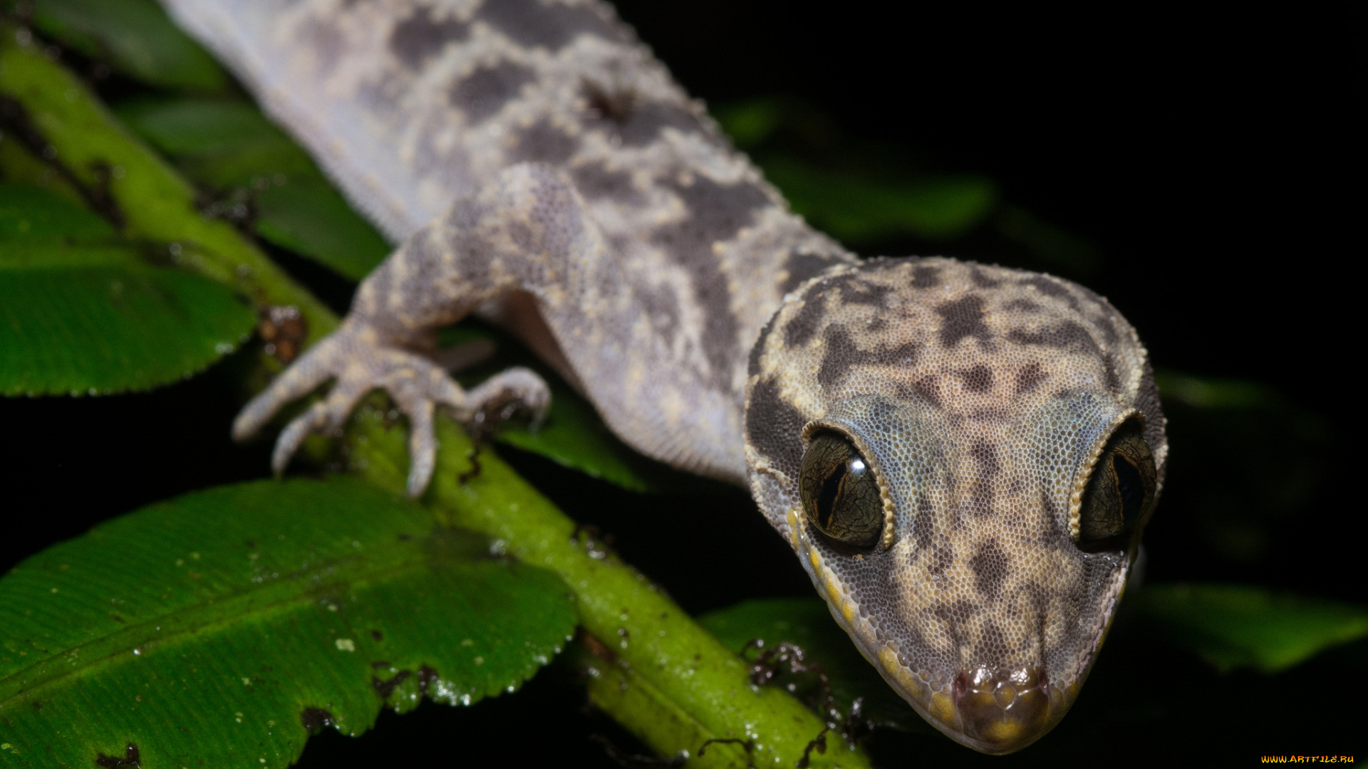 животные, Ящерицы, , игуаны, , вараны, глаза, ящерица, лист