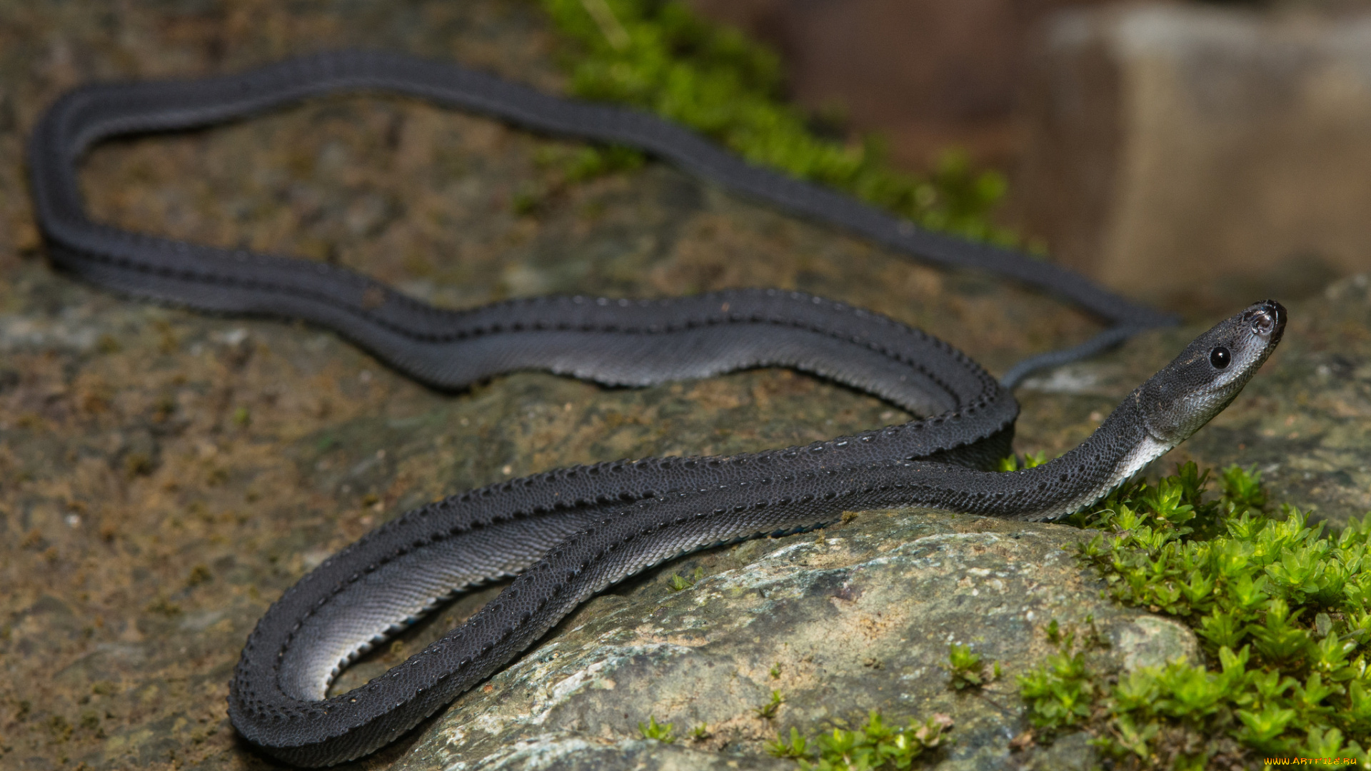 животные, змеи, , питоны, , кобры, чёрная, змея