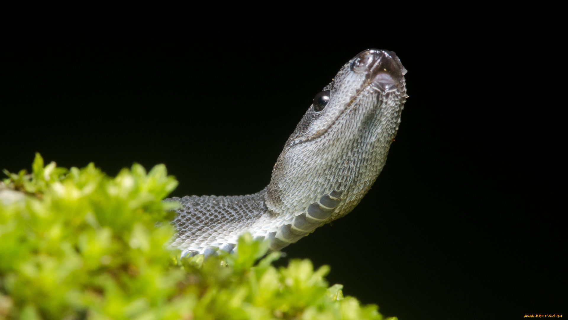 животные, змеи, , питоны, , кобры, растения, змея, фон, макро