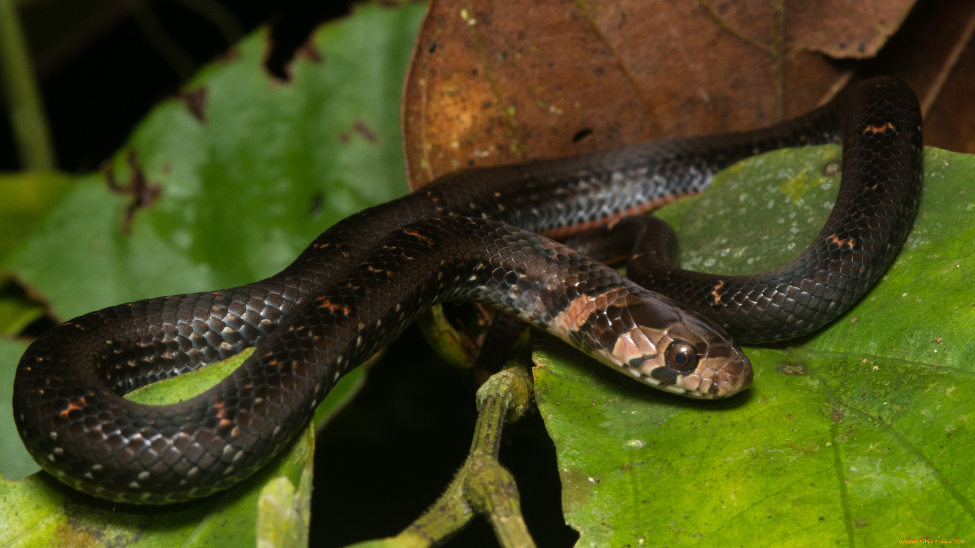 животные, змеи, , питоны, , кобры, змея, листья