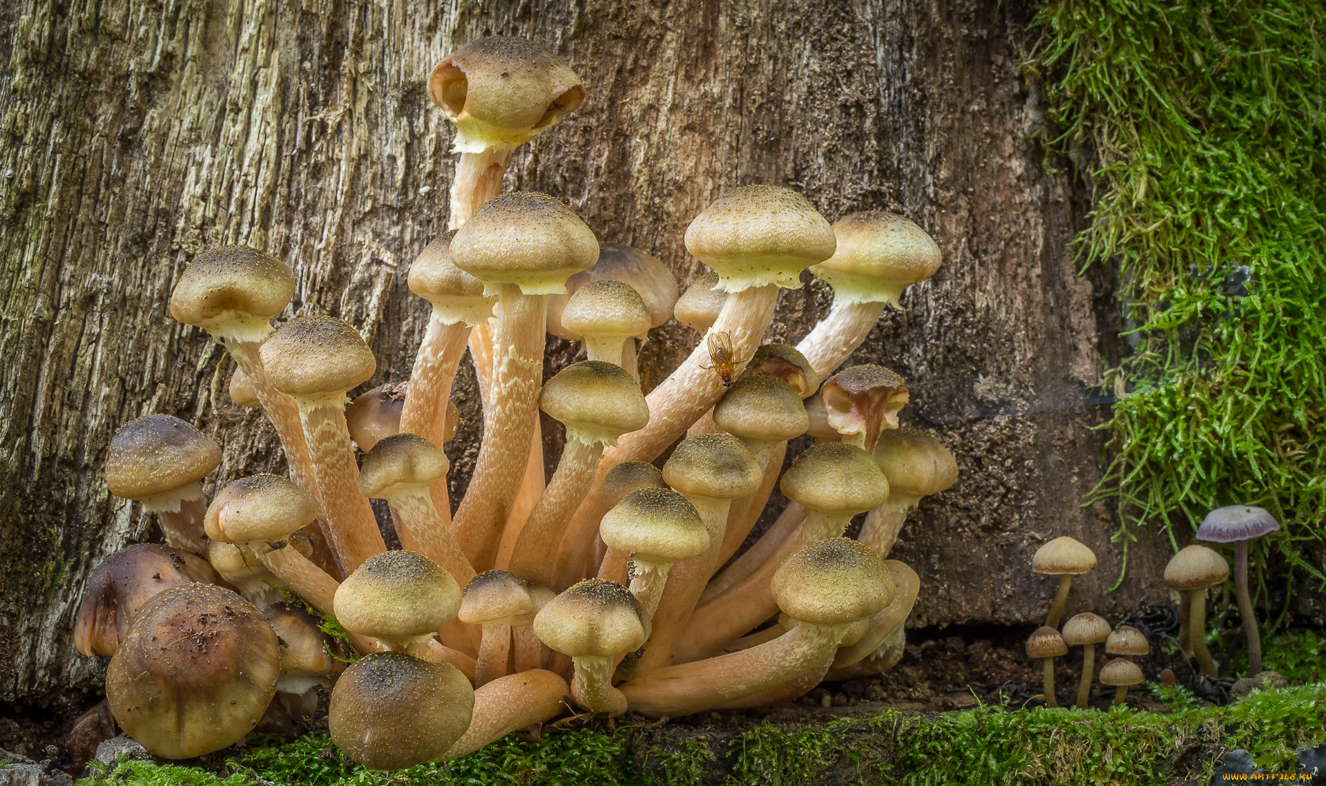 природа, грибы, опята