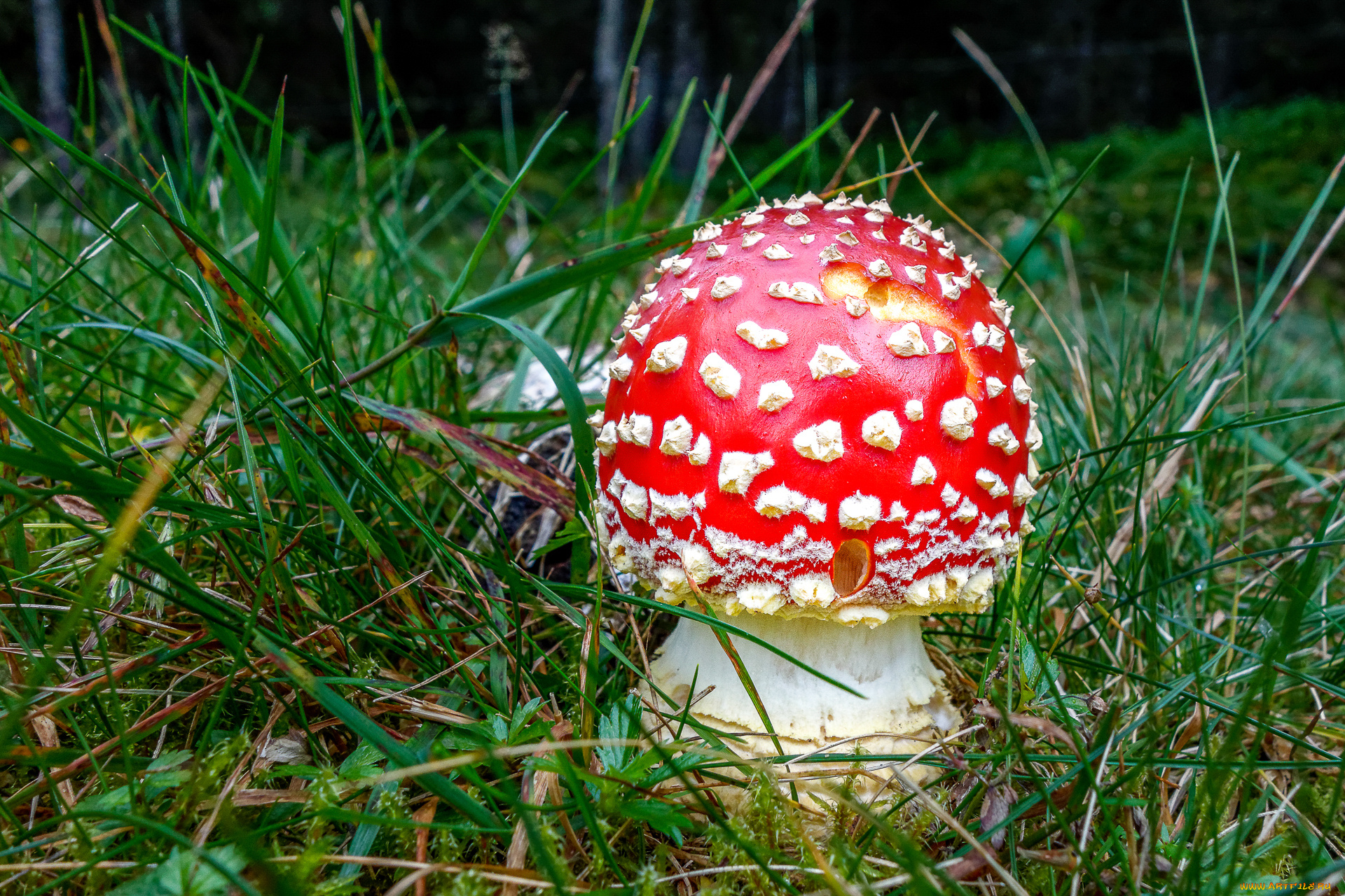природа, грибы, , мухомор, мухоморчик