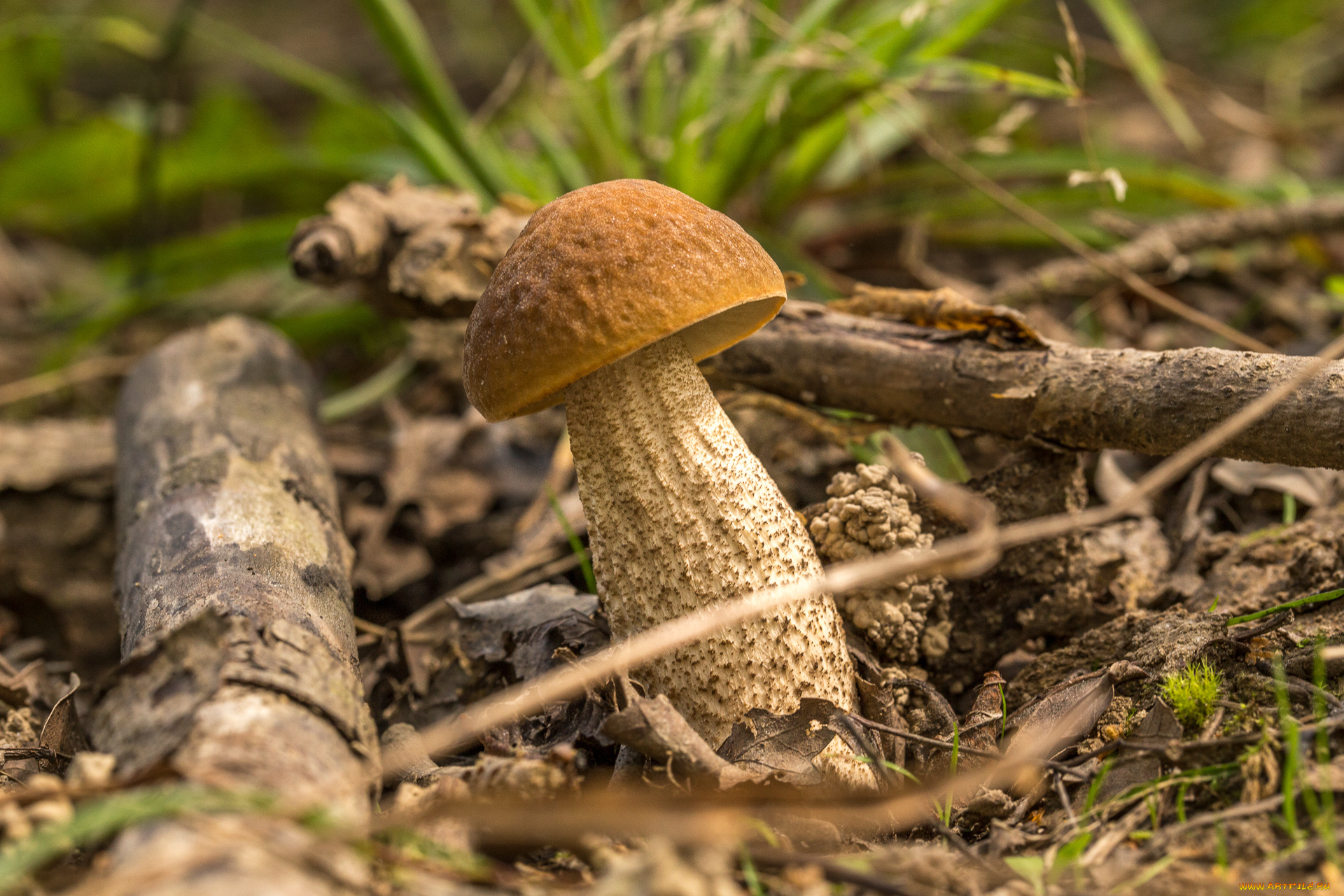 природа, грибы, подберезовик