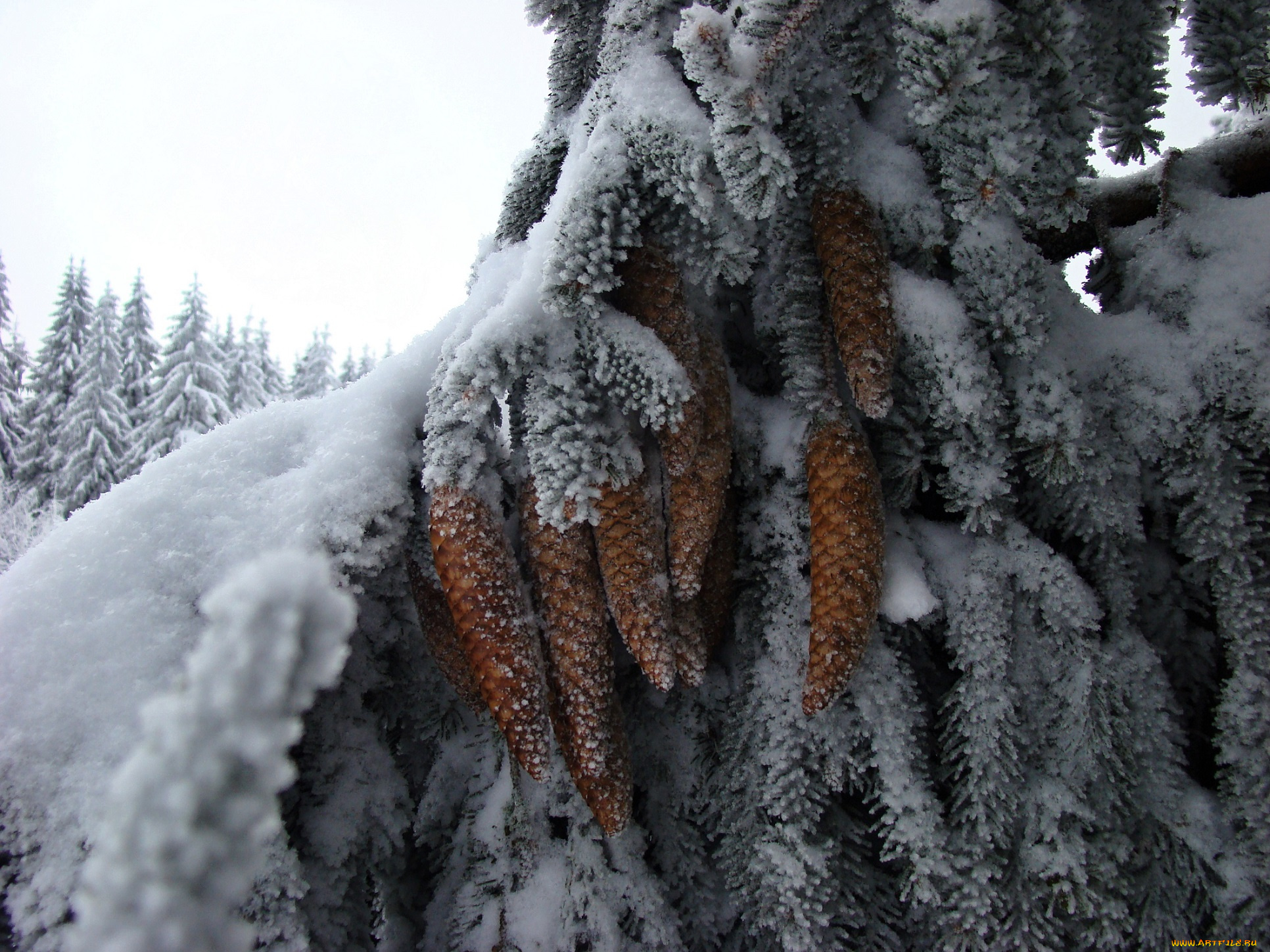 природа, шишки, , жёлуди, , каштаны, ель, хвоя, снег, зима, иней