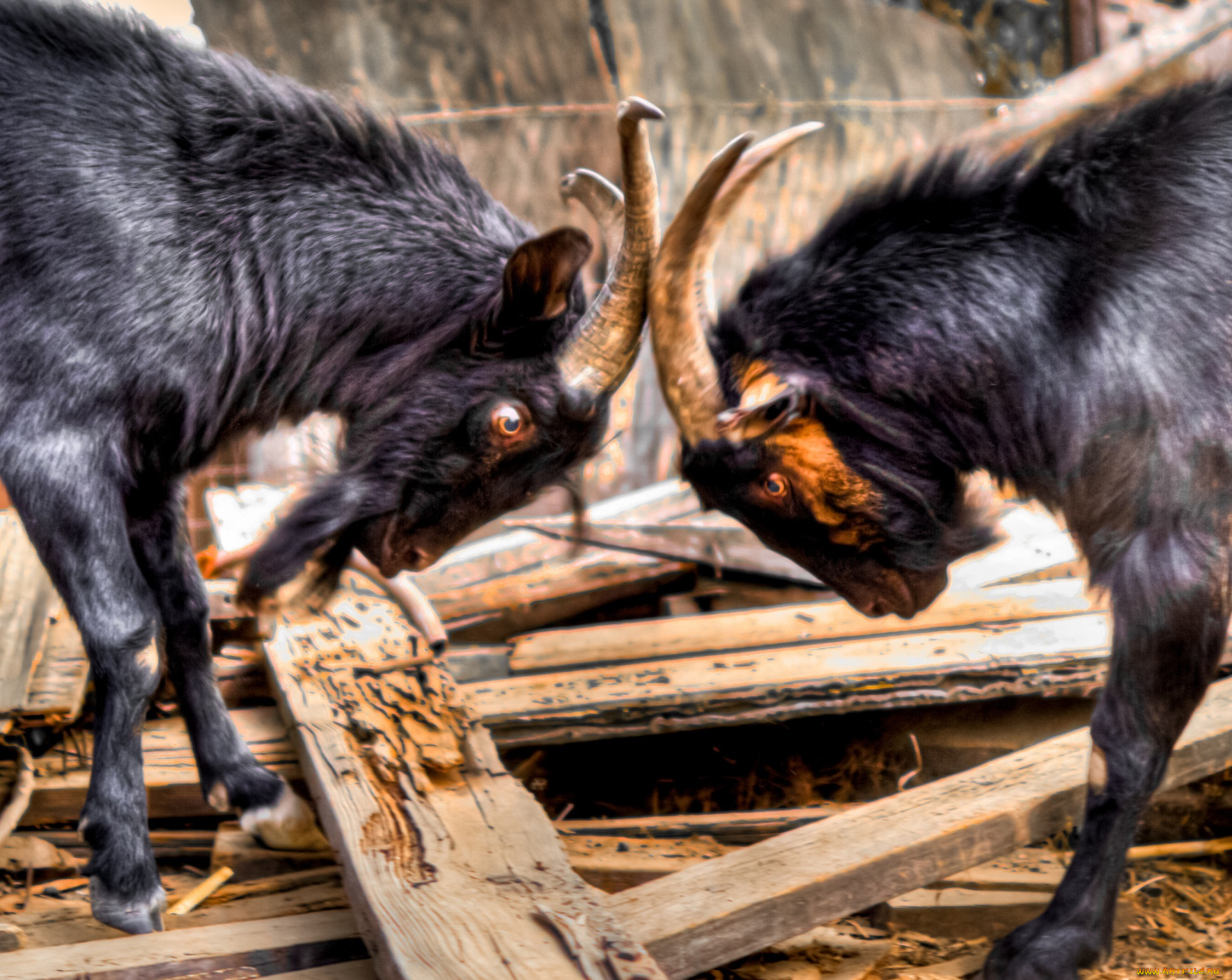 животные, козы, бадаются, козлы