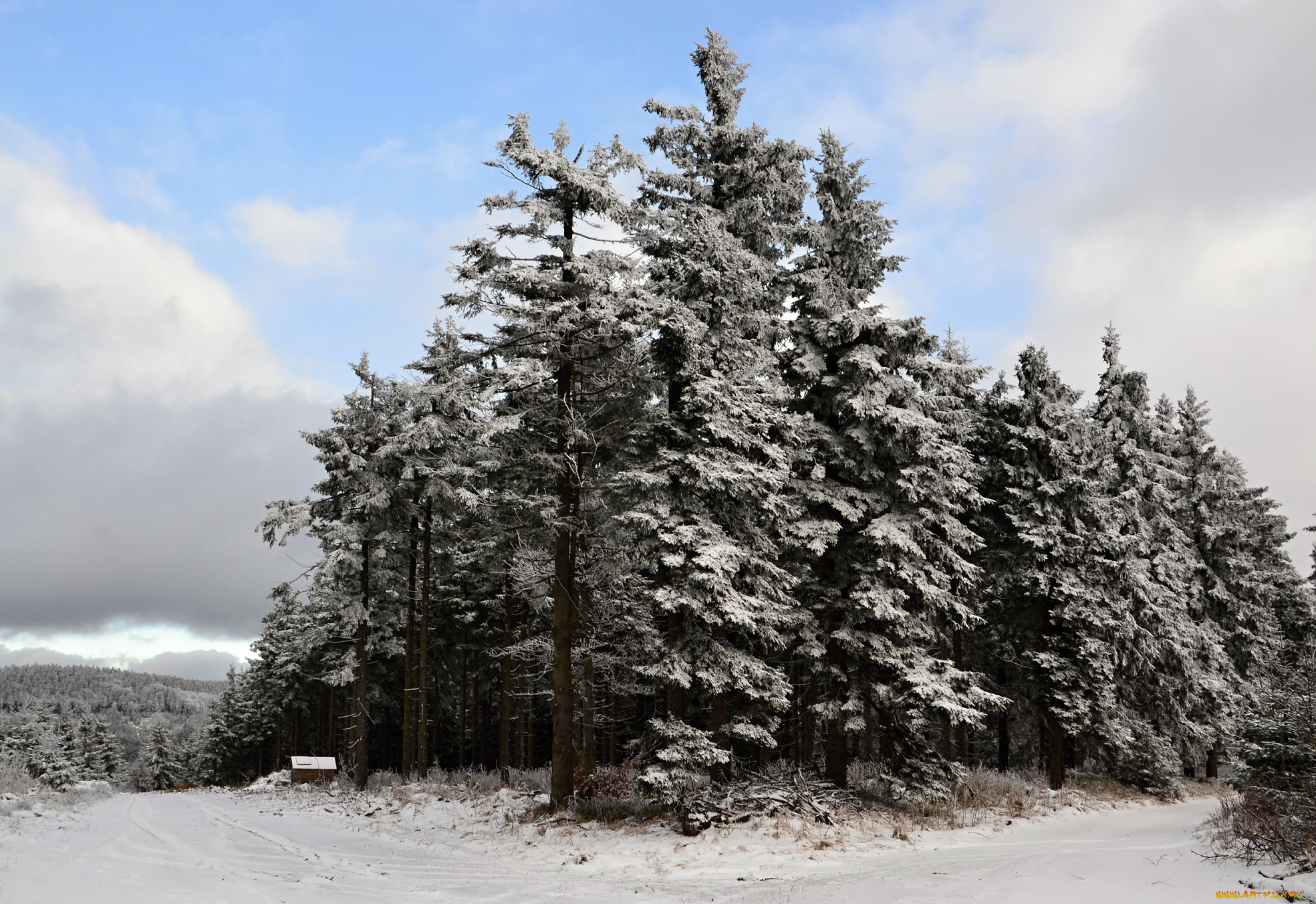 природа, зима, лес, деревья, снег, иней